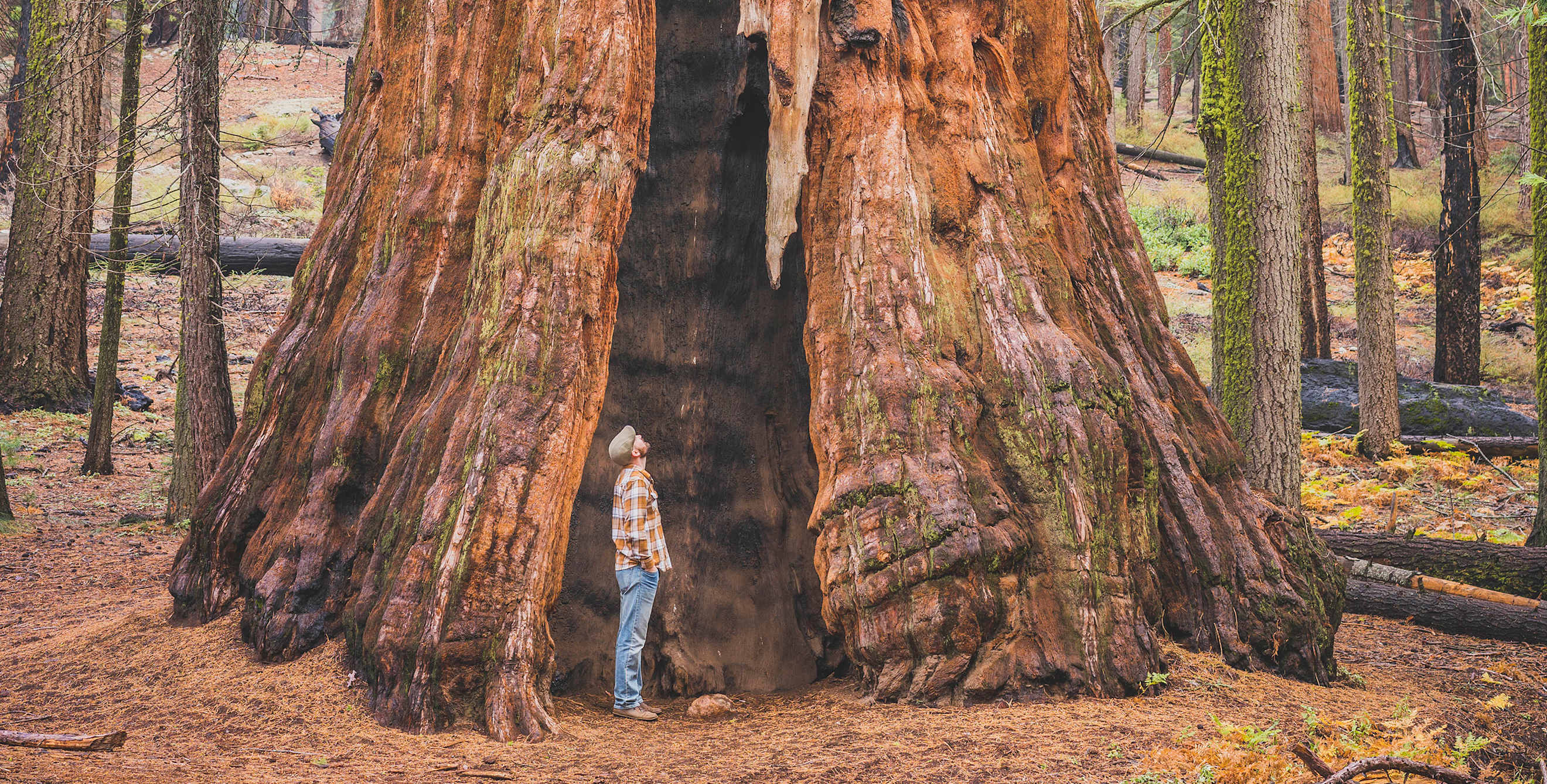 man stands inside a Sequoia redwood, picture