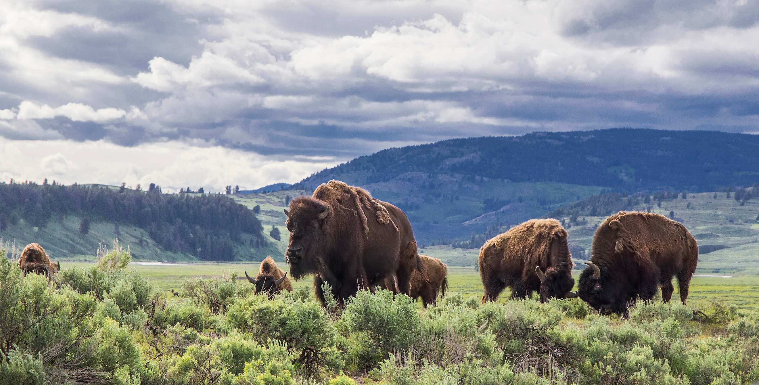 group of bison in Lamar Valley field at Yellowstone National Park