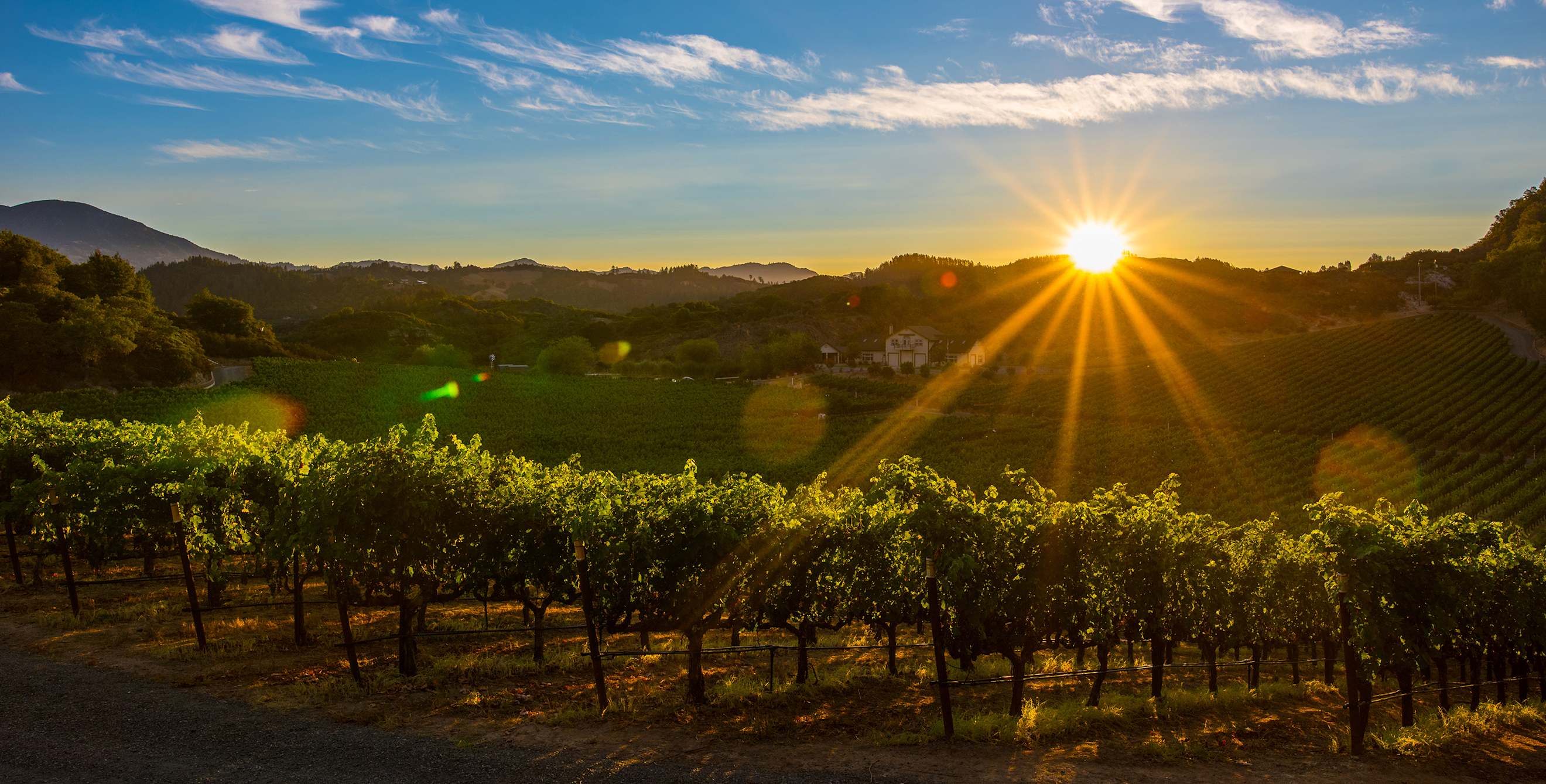 Napa Valley vineyard rows at sunset, photo
