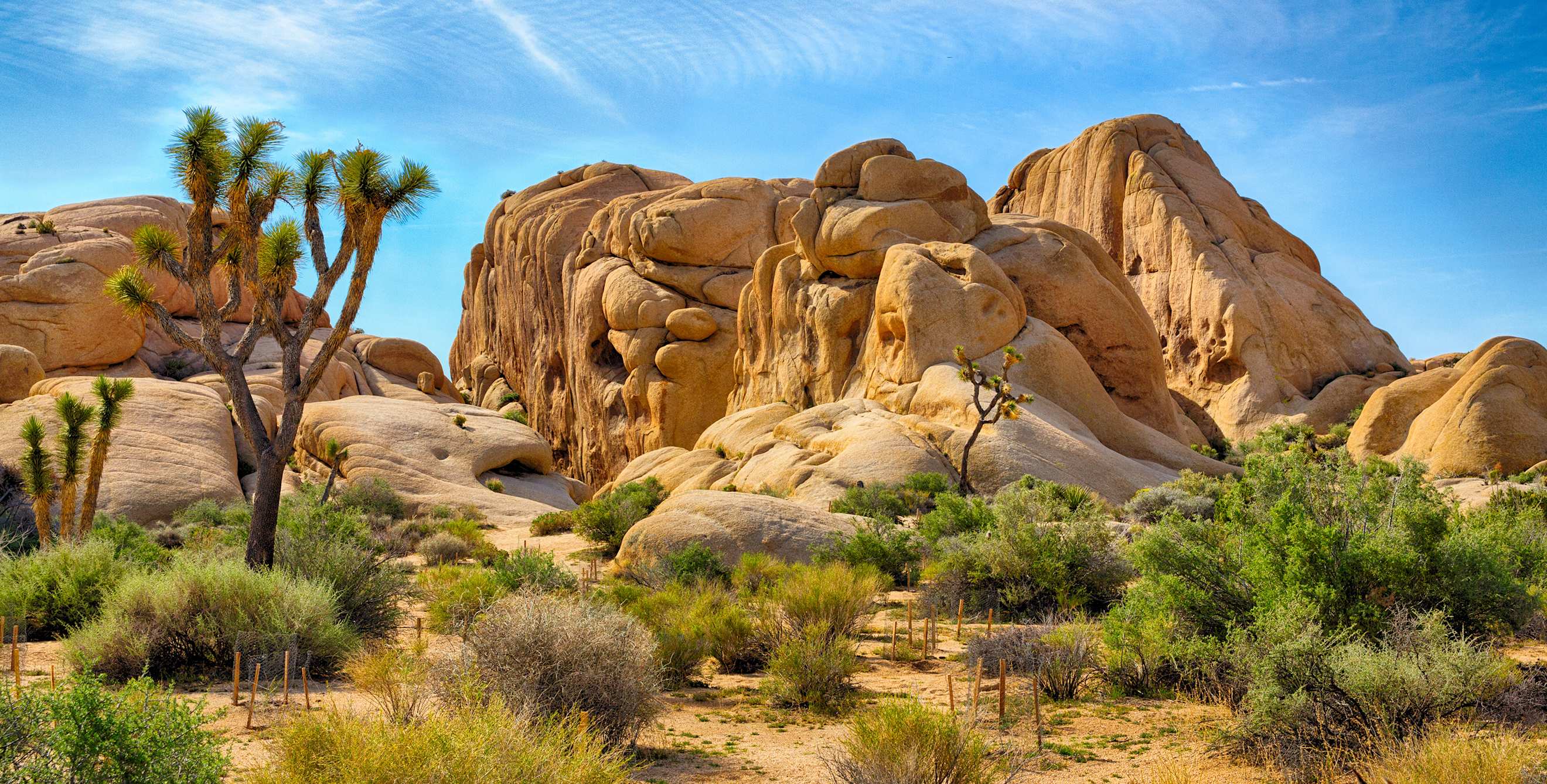 Joshua trees and granite monolith in Joshua Tree National Park near Twentynine Palms, California, picture