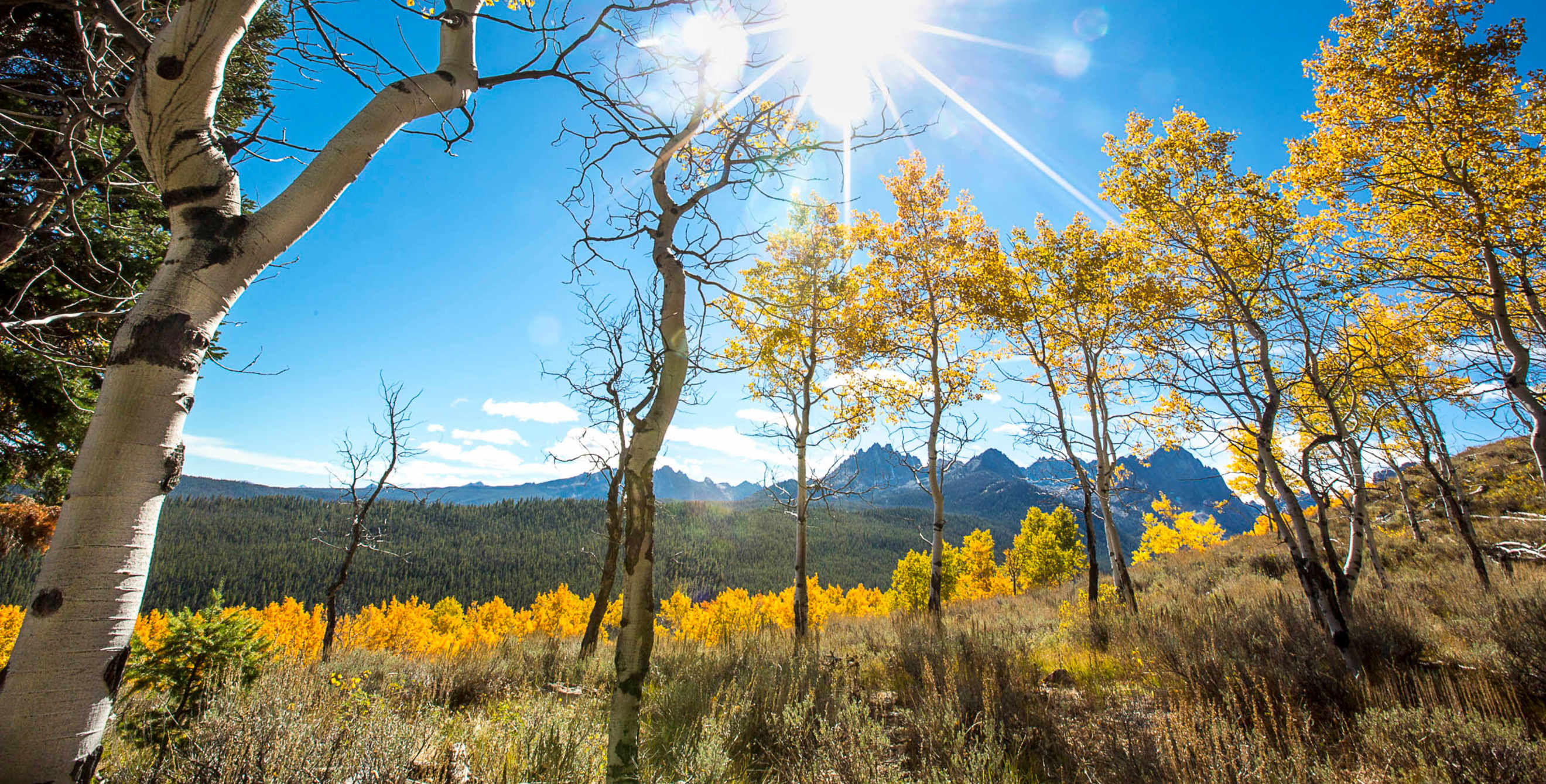 Sawtooth Mountains rise behind changing aspens in Sun Valley, Idaho.
