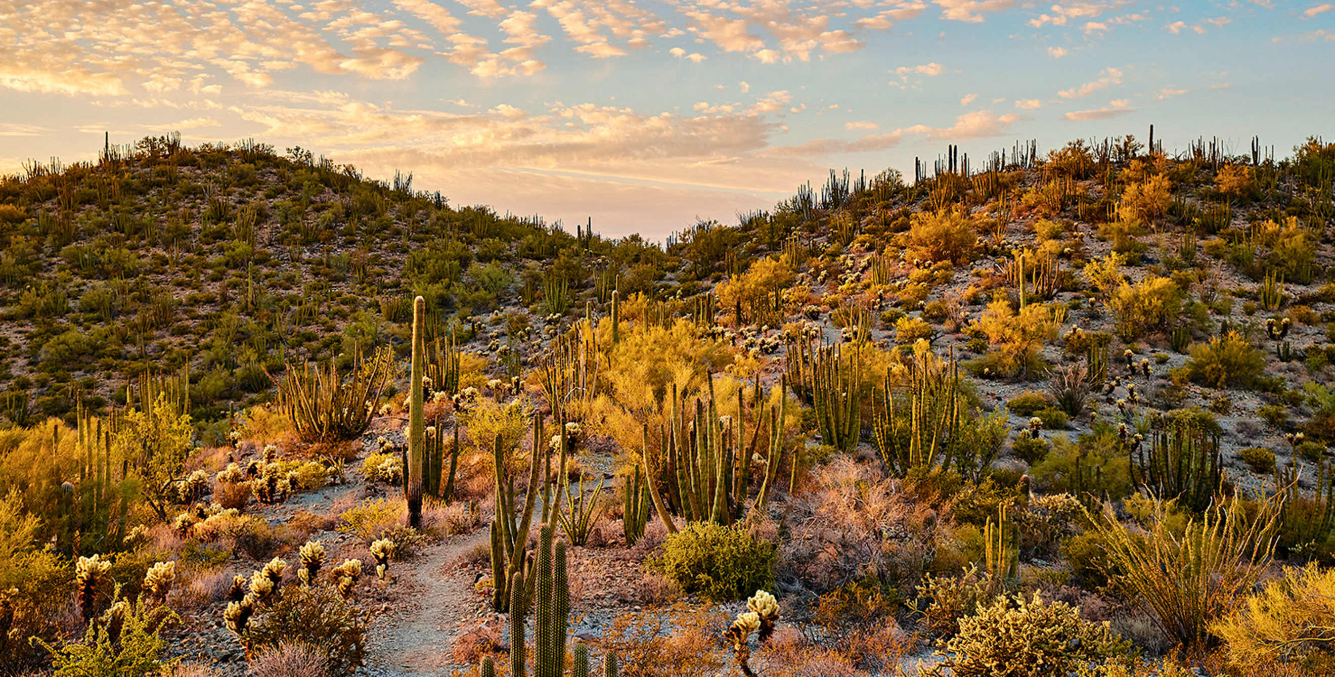 Organ Pipe Cactus National Monument at sunset, near Ajo, Arizona