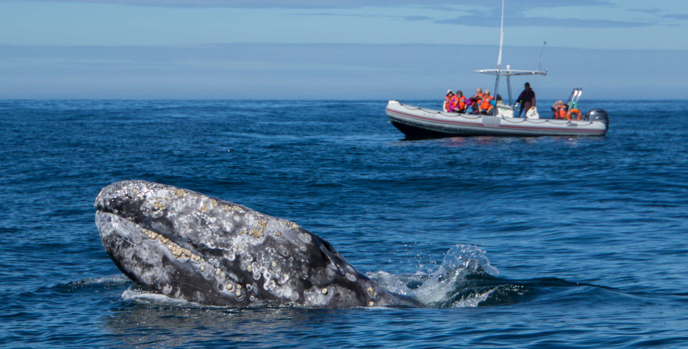 gray whales feasting delight onlookers from nearby boat