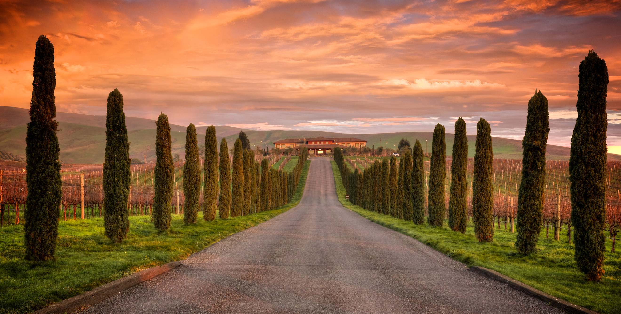 the sunrise glows over the Jamieson Ranch Vineyards in Napa, picture