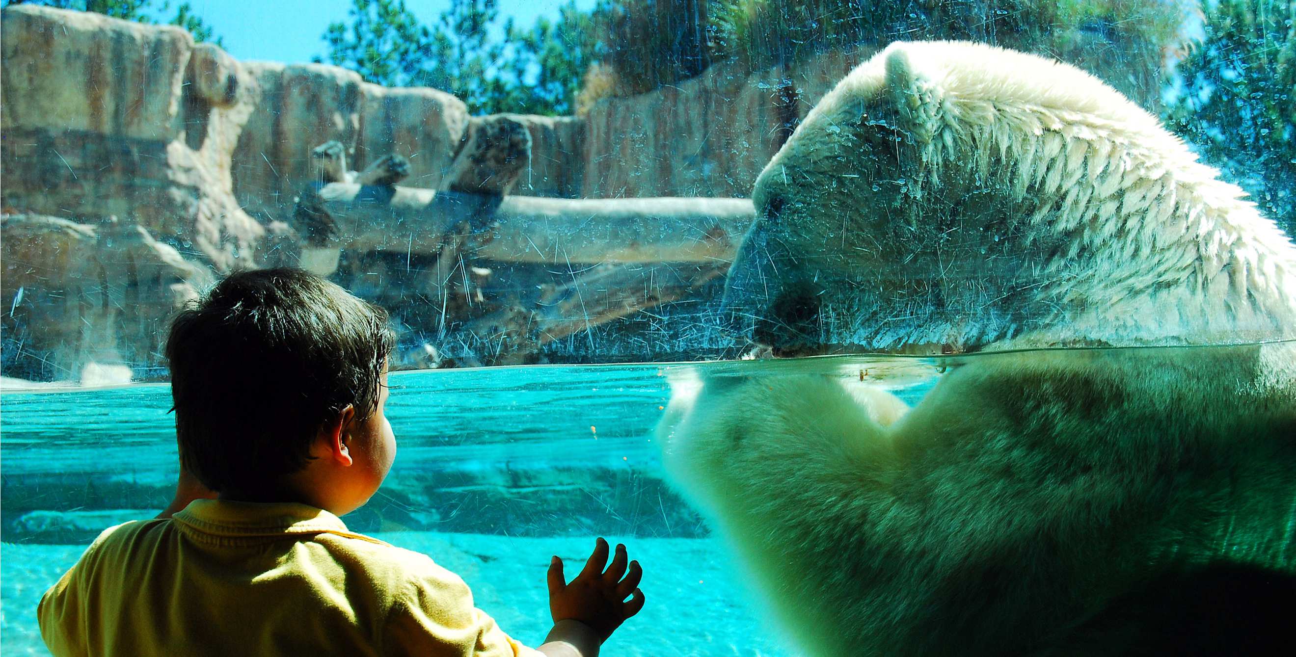 boy looking at a polar bear through a window.