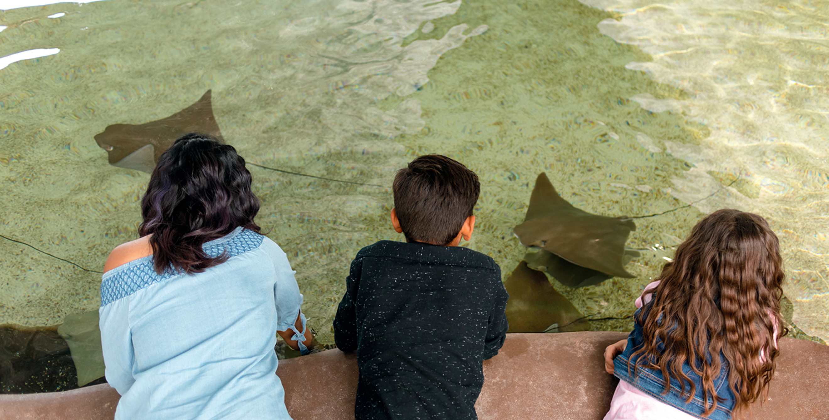 woman and boy admire the live stingrays in the Stingray Touch exhibit at the Arizona-Sonora Desert Museum in Tucson, Arizona, picture