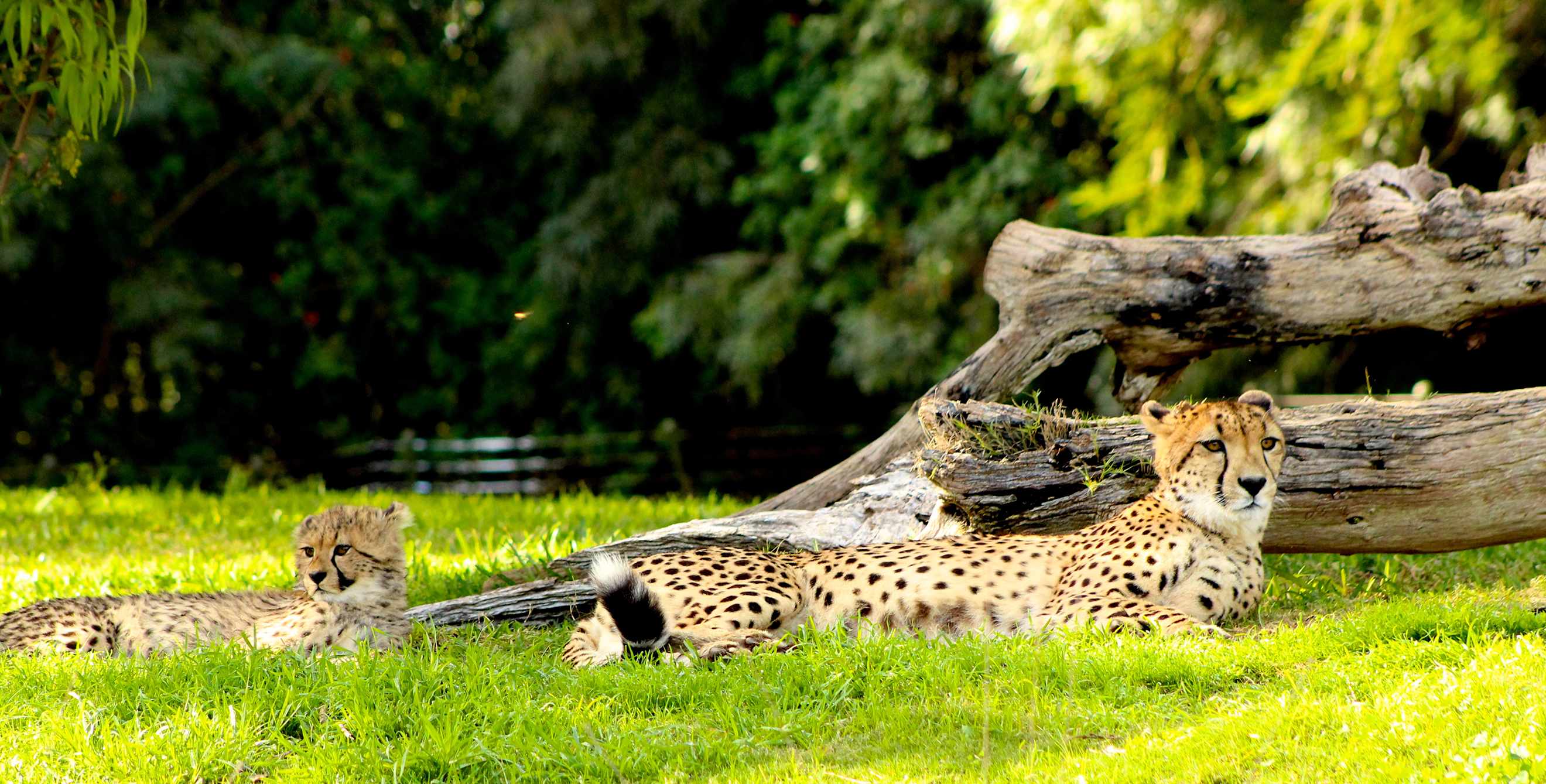 Cheetahs lounging in the grass at San Diego Zoo, picture