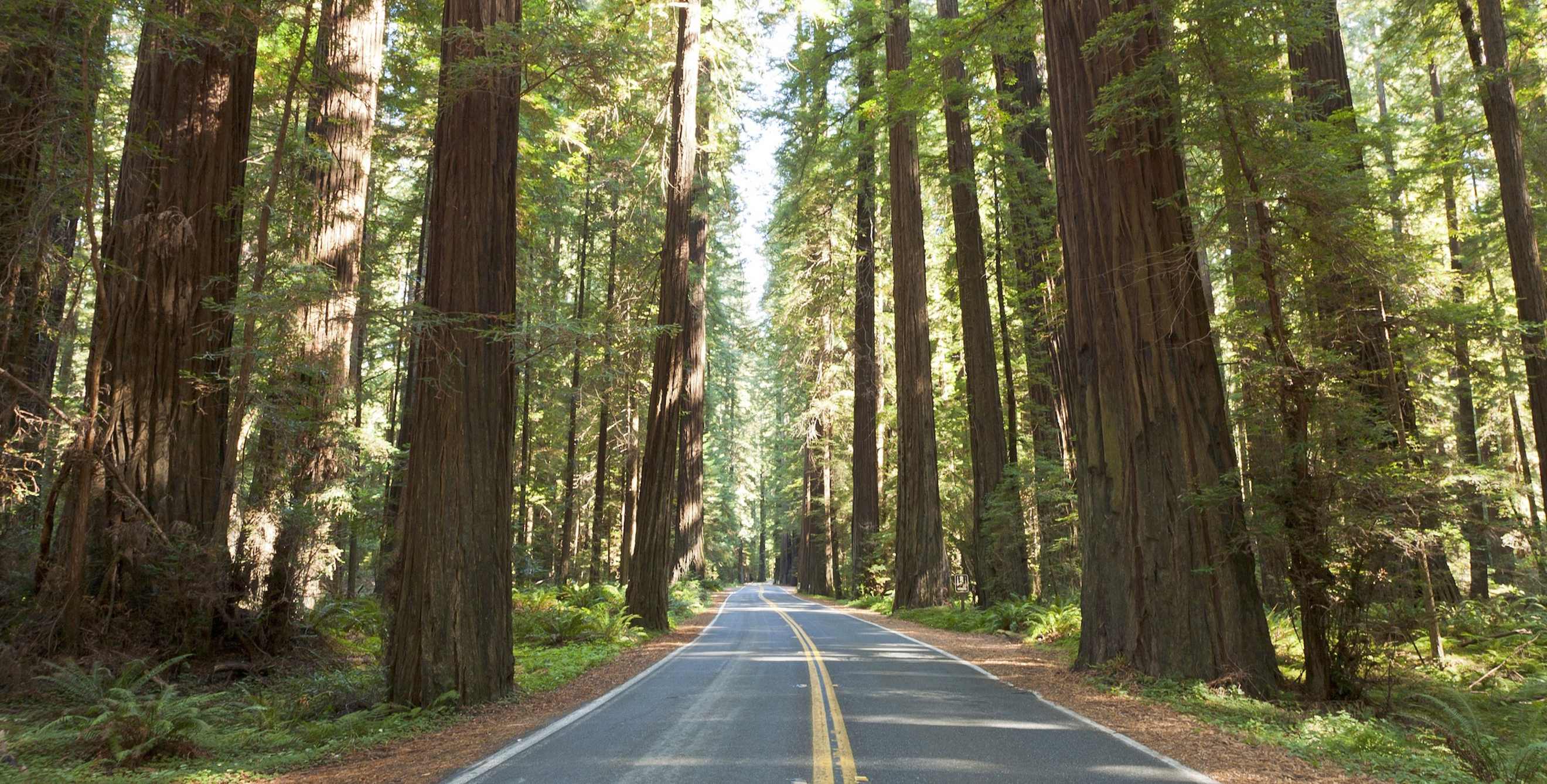 Humboldt Redwoods State Park Avenue of the Giants road