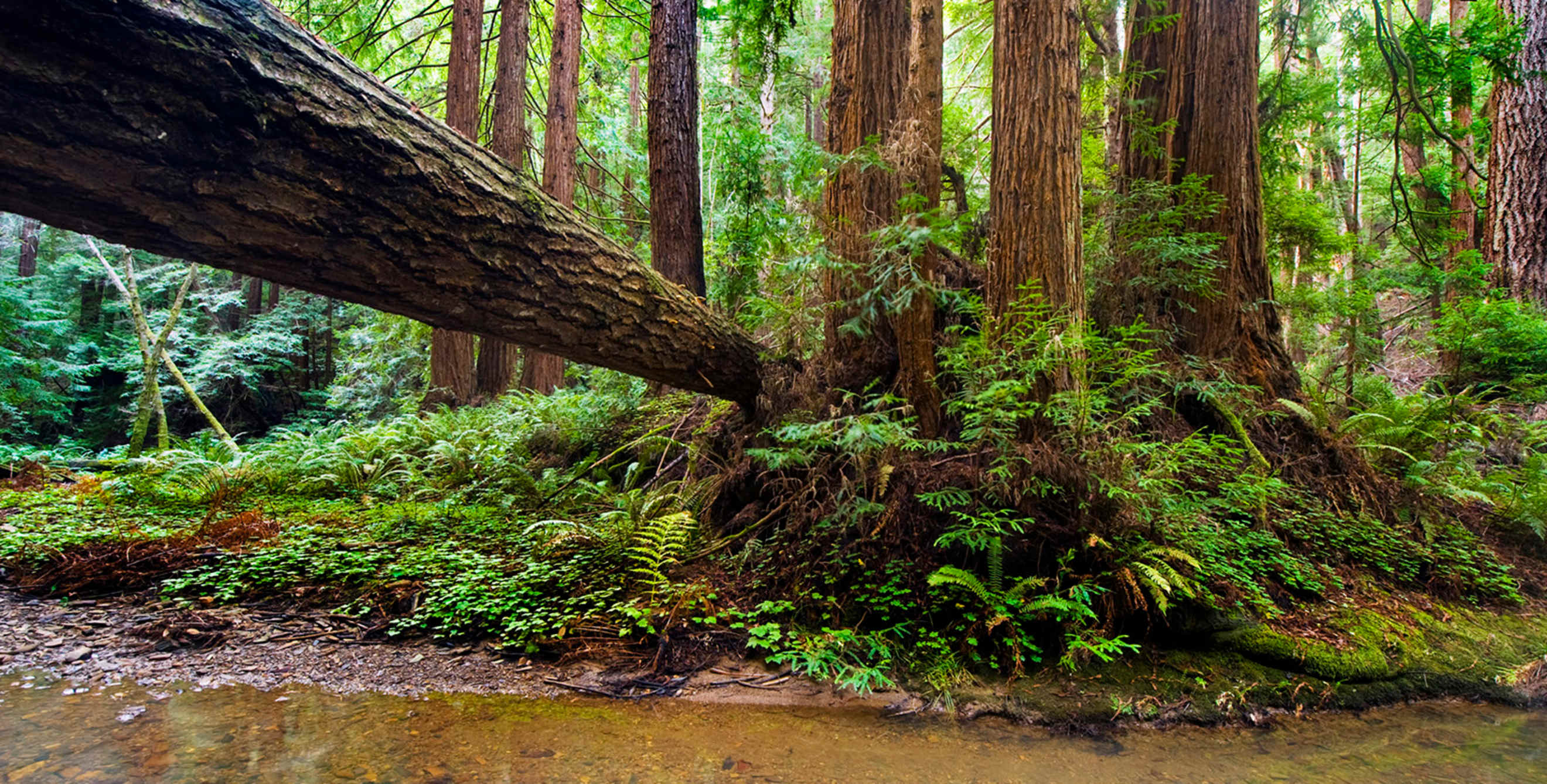 Old-growth redwood trees at Butano State Park in California, photo
