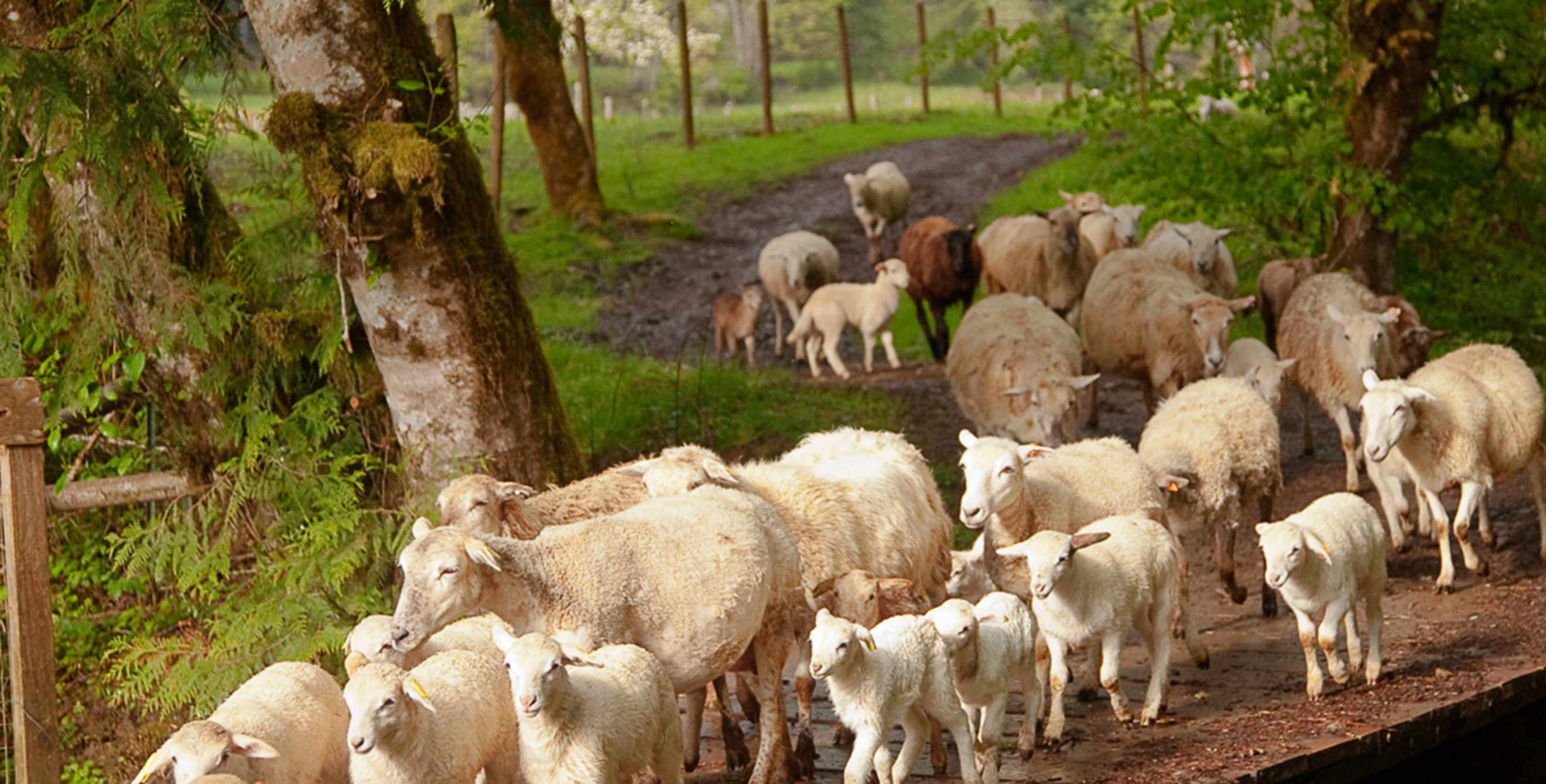 flock of lambs cross bridge at Leaping Lamb Farms in Alsea, Oregon, picture
