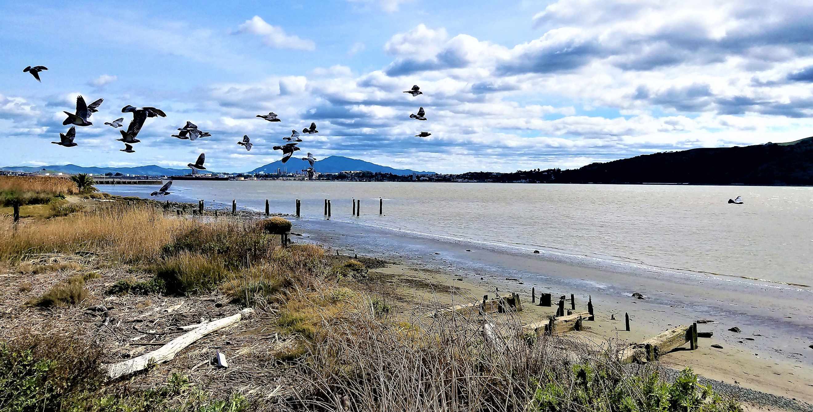 beach park of Benicia California, picture
