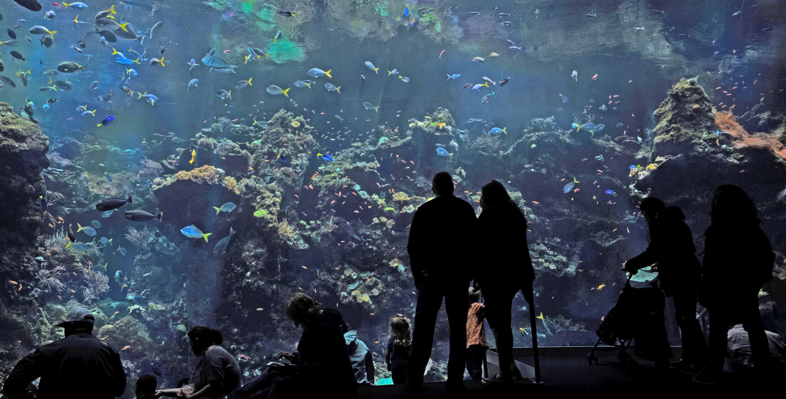 couple looking at large tank at aquarium