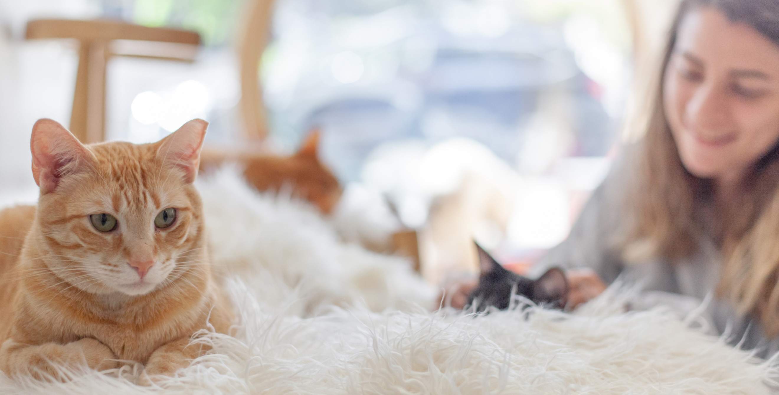 Young woman pets cats at Kittea Cafe in San Francisco, image