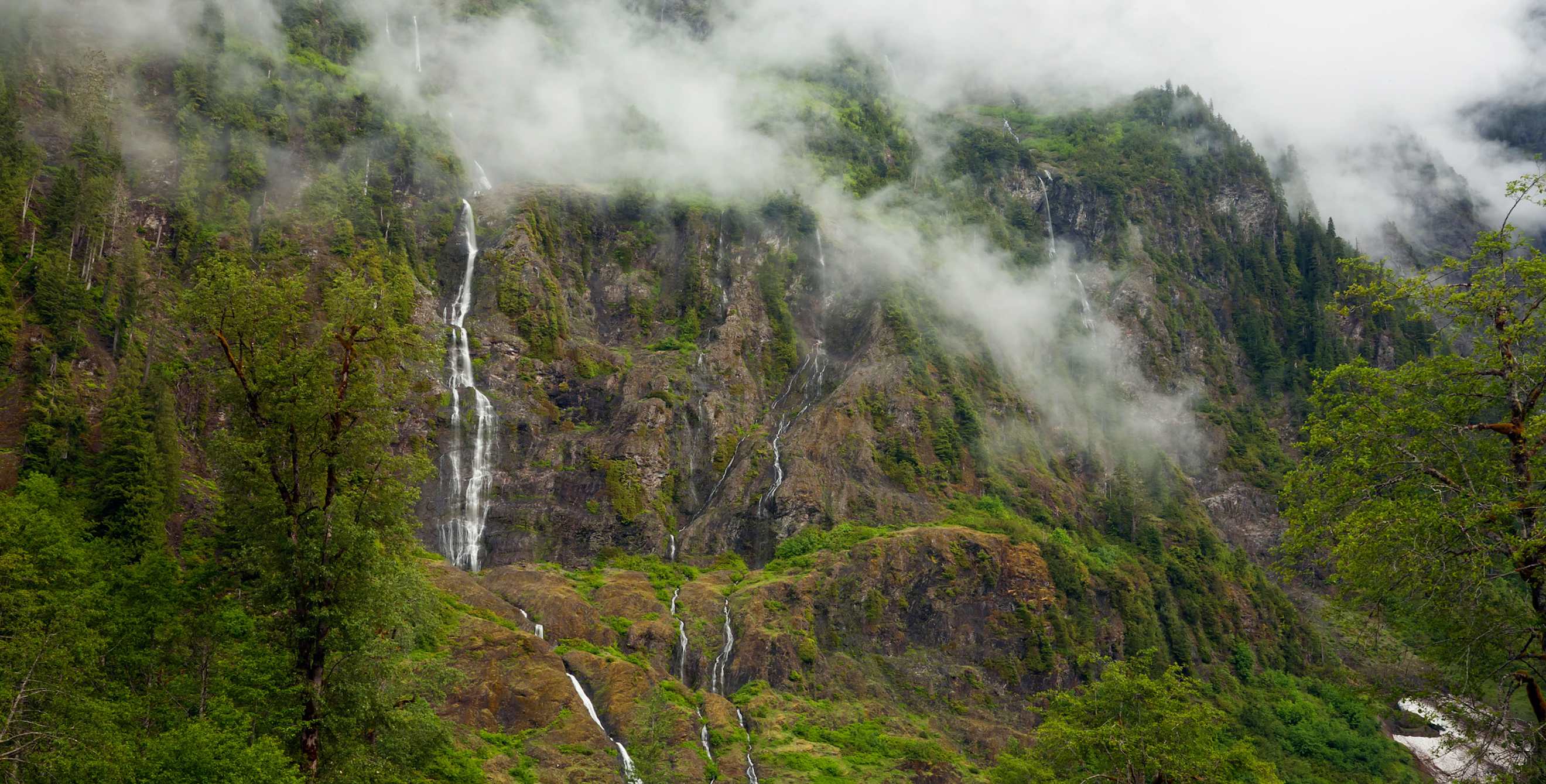 fog hugs the hillside in Olympic National Park.