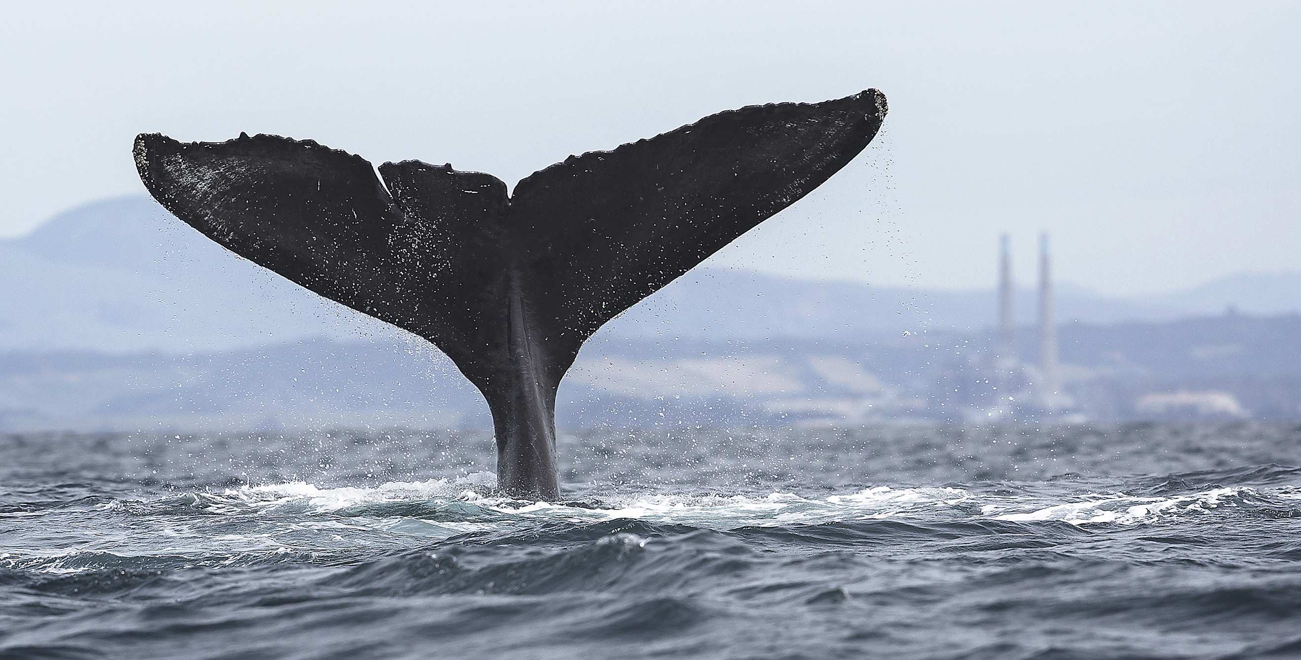 A whale tail visible above the water in Monterey Bay