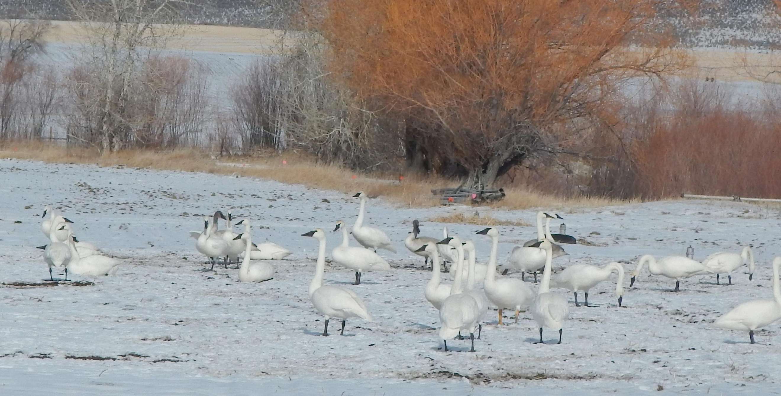 Birds gather at Silver Creek Preserve near Ketchum, Idaho, photo