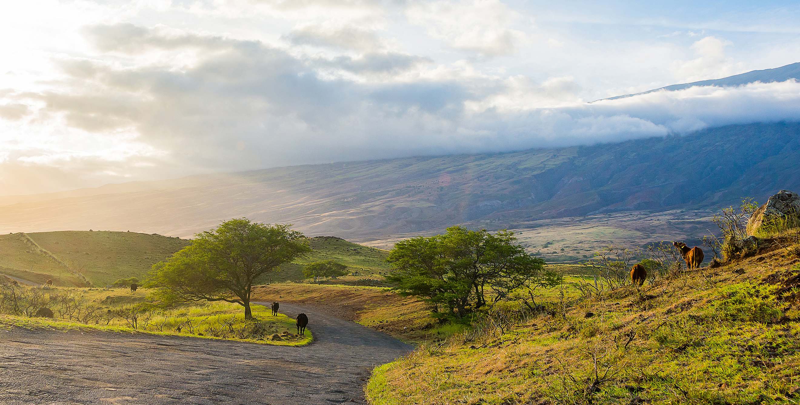 Fields of cattle follow the winding road up Haleakala Crater, image