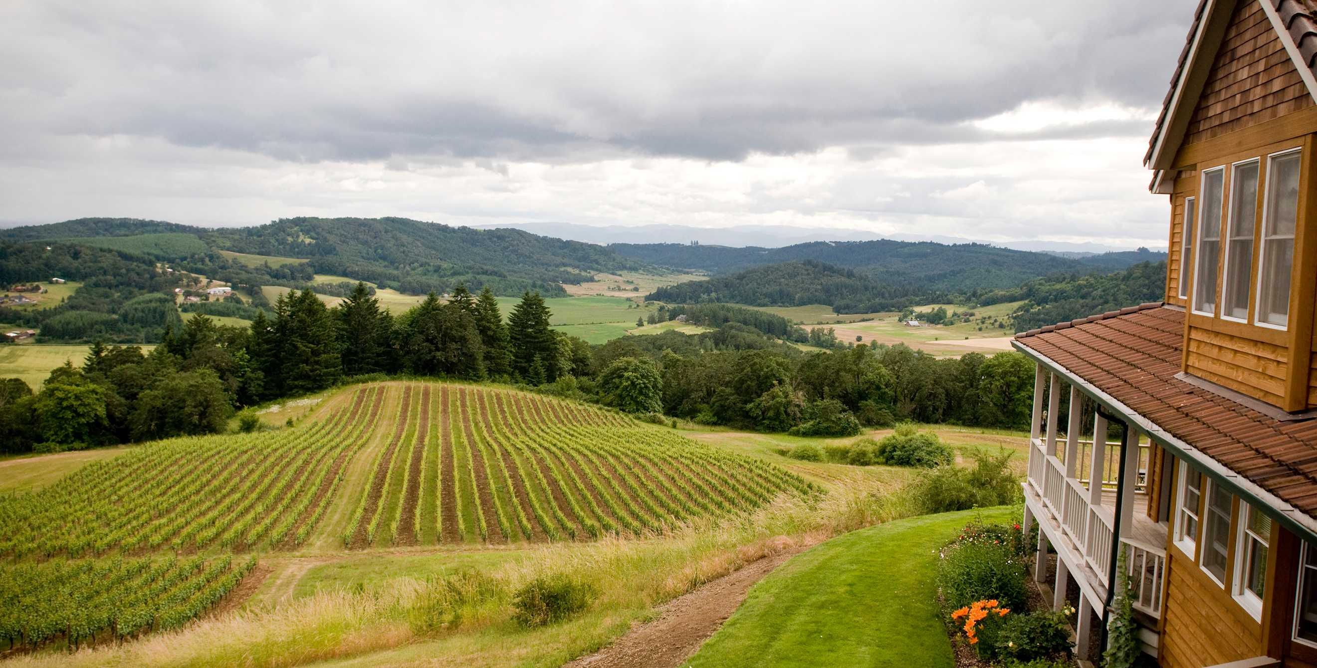 grapes grow on Youngberg Hill