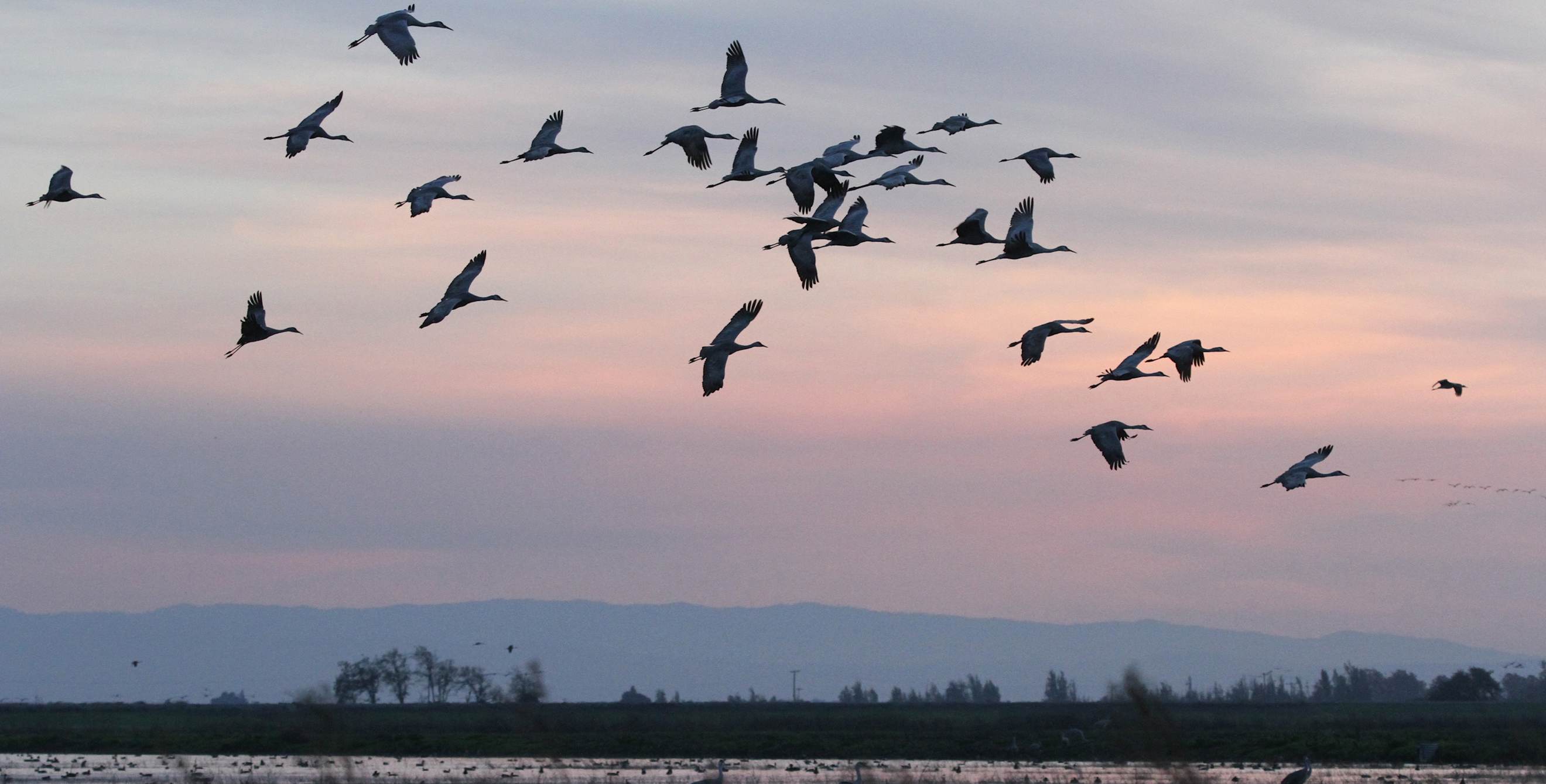 Sandhill cranes in flight