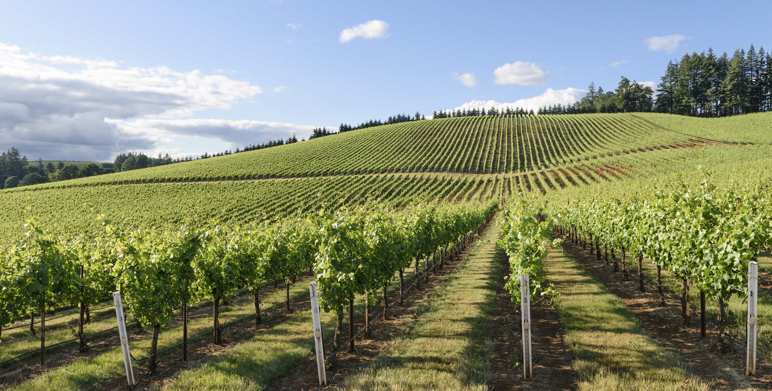 grapevines on a hillside in Western Oregon, picture