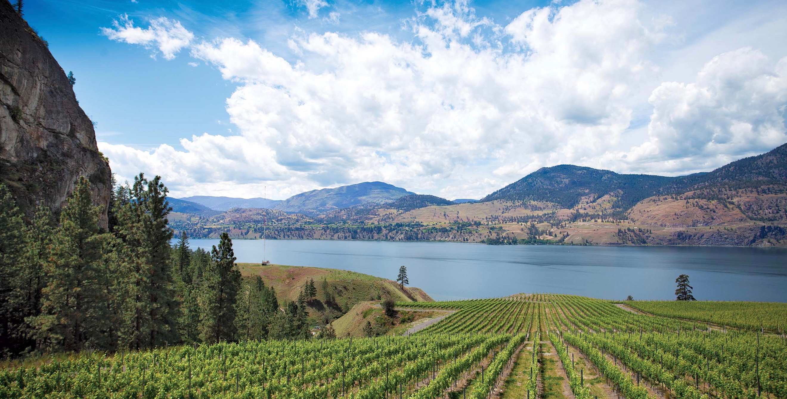 view across vineyard towards Okanagan Lake in British Columbia, Canada, picture