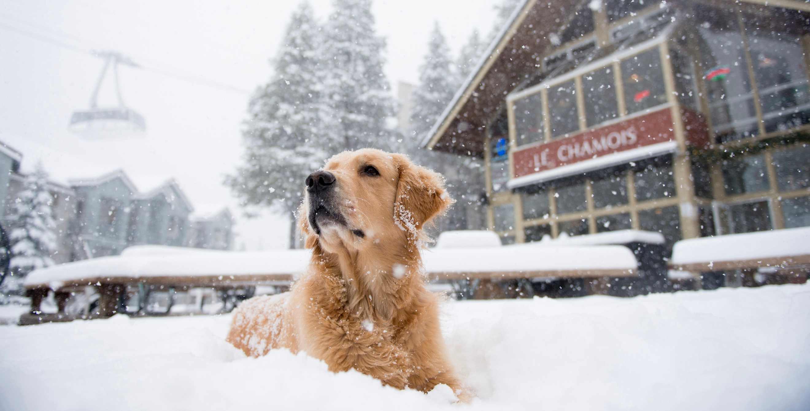 picture of a dog sitting in the snow outside Le Chamois in Tahoe