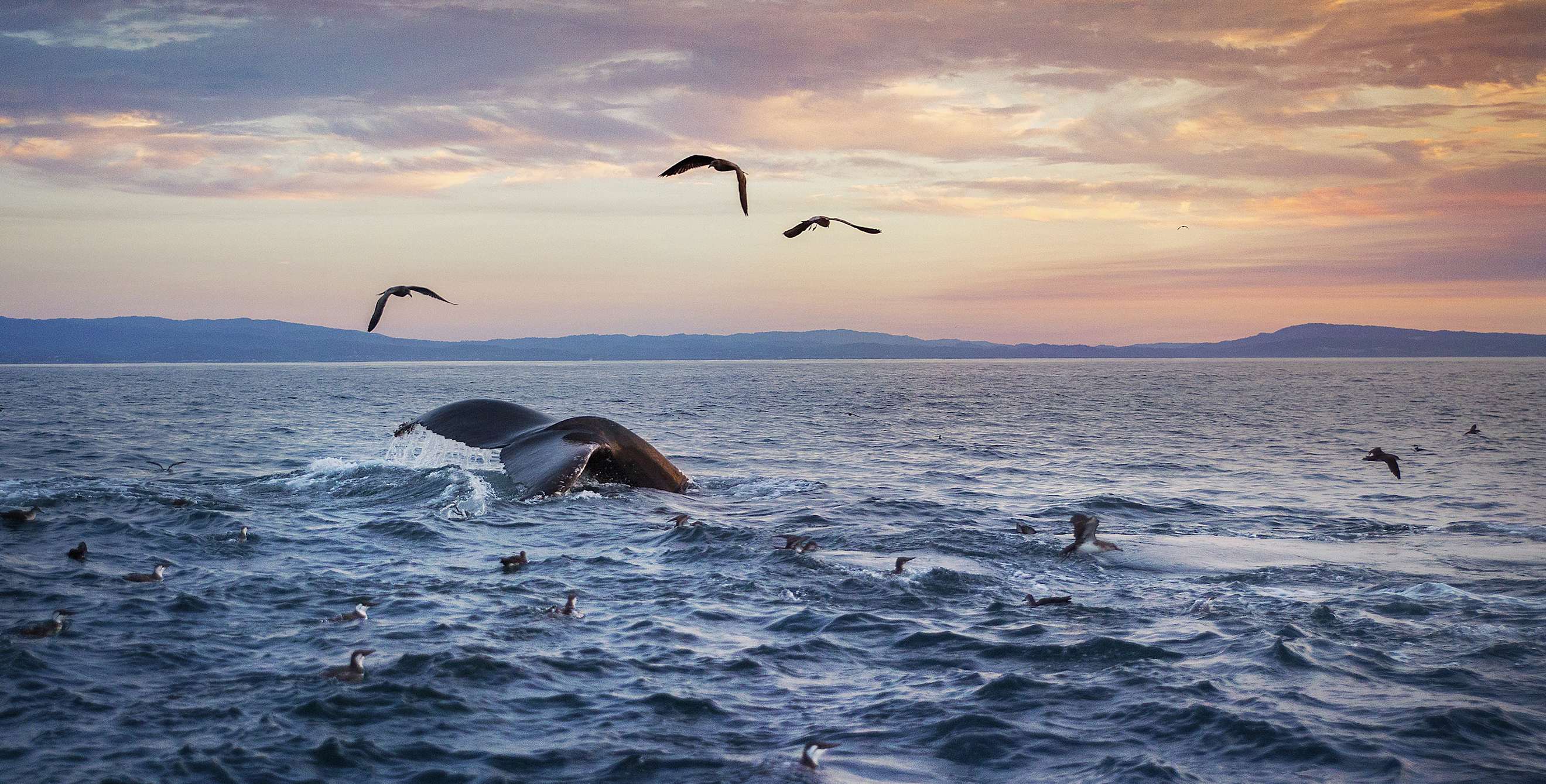 A humpback whale dives into the water of Monterey Bay, California at sunset, photo