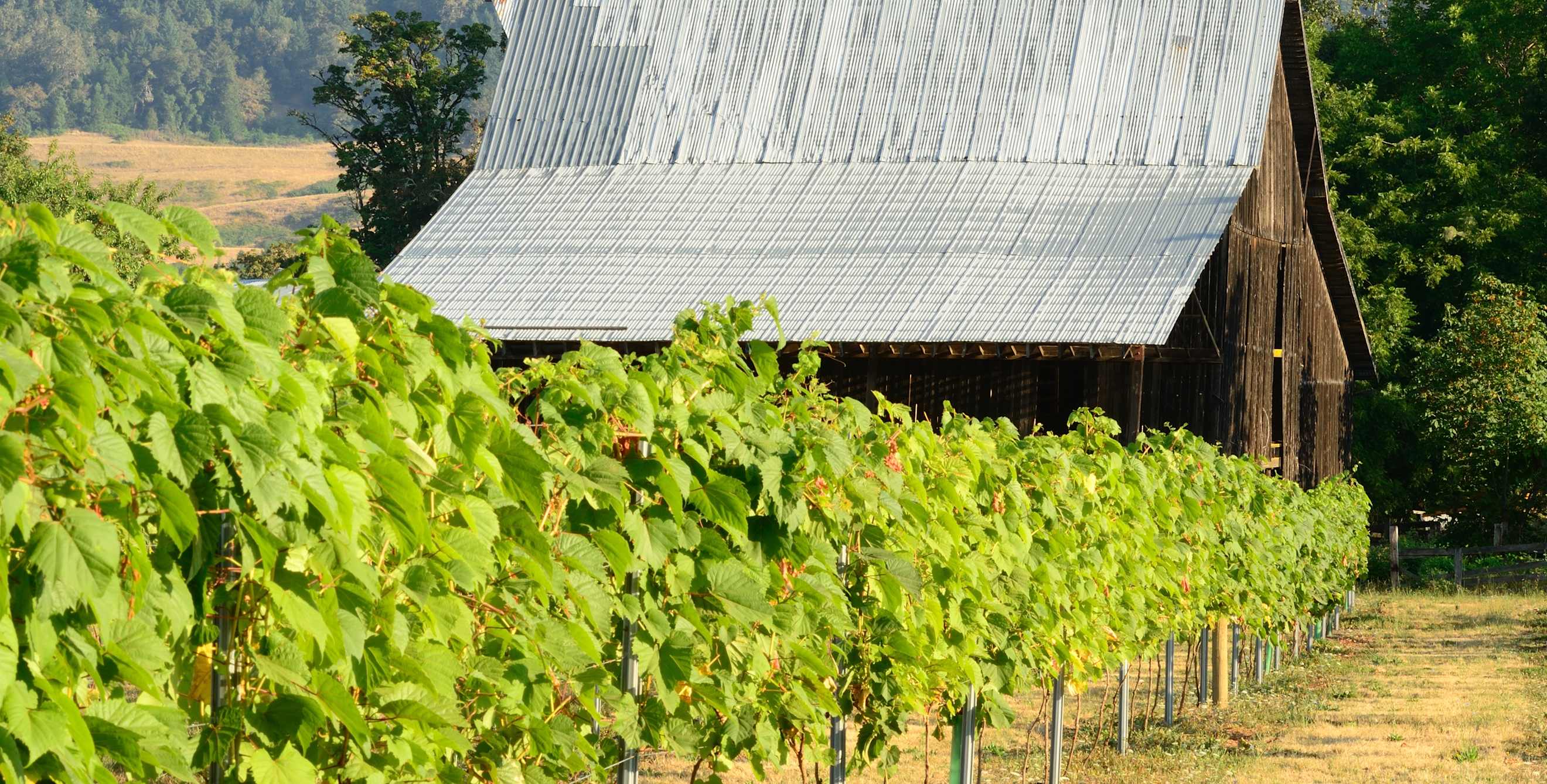 Umpqua River Valley winery near Roseburg, Oregon, image