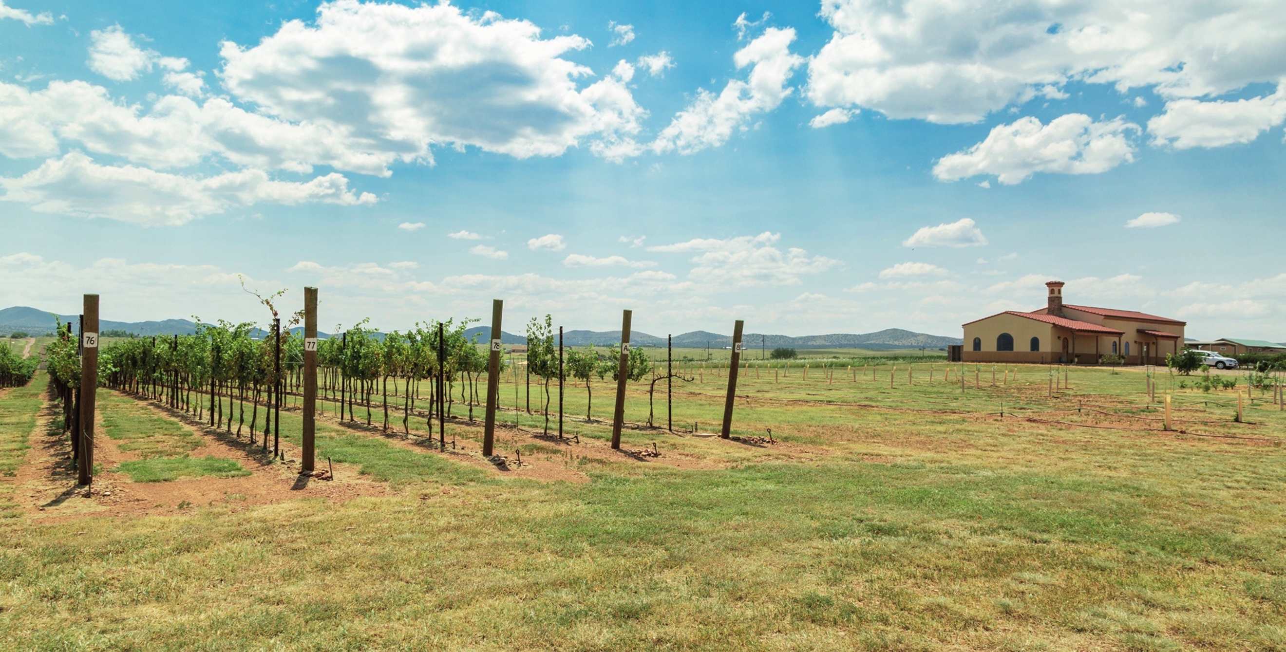 Lightning Ridge Cellars vineyards with tasting room and winery in background in Elgin, Arizona