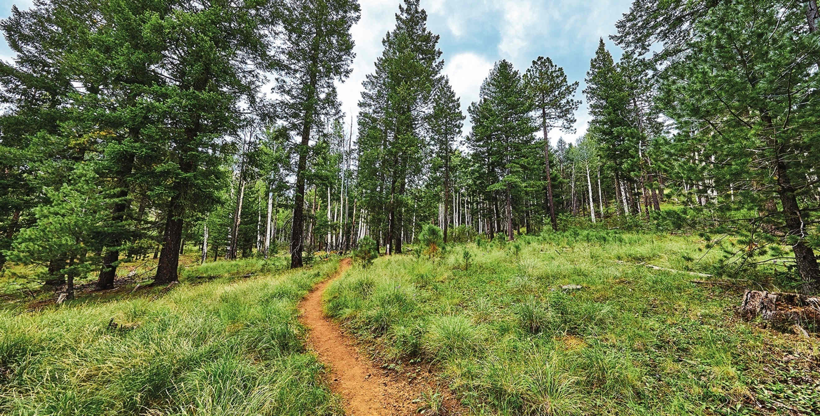 Los Burros Trail winds past spruce and fir trees in Apache-Sitgreaves National Forests, Arizona