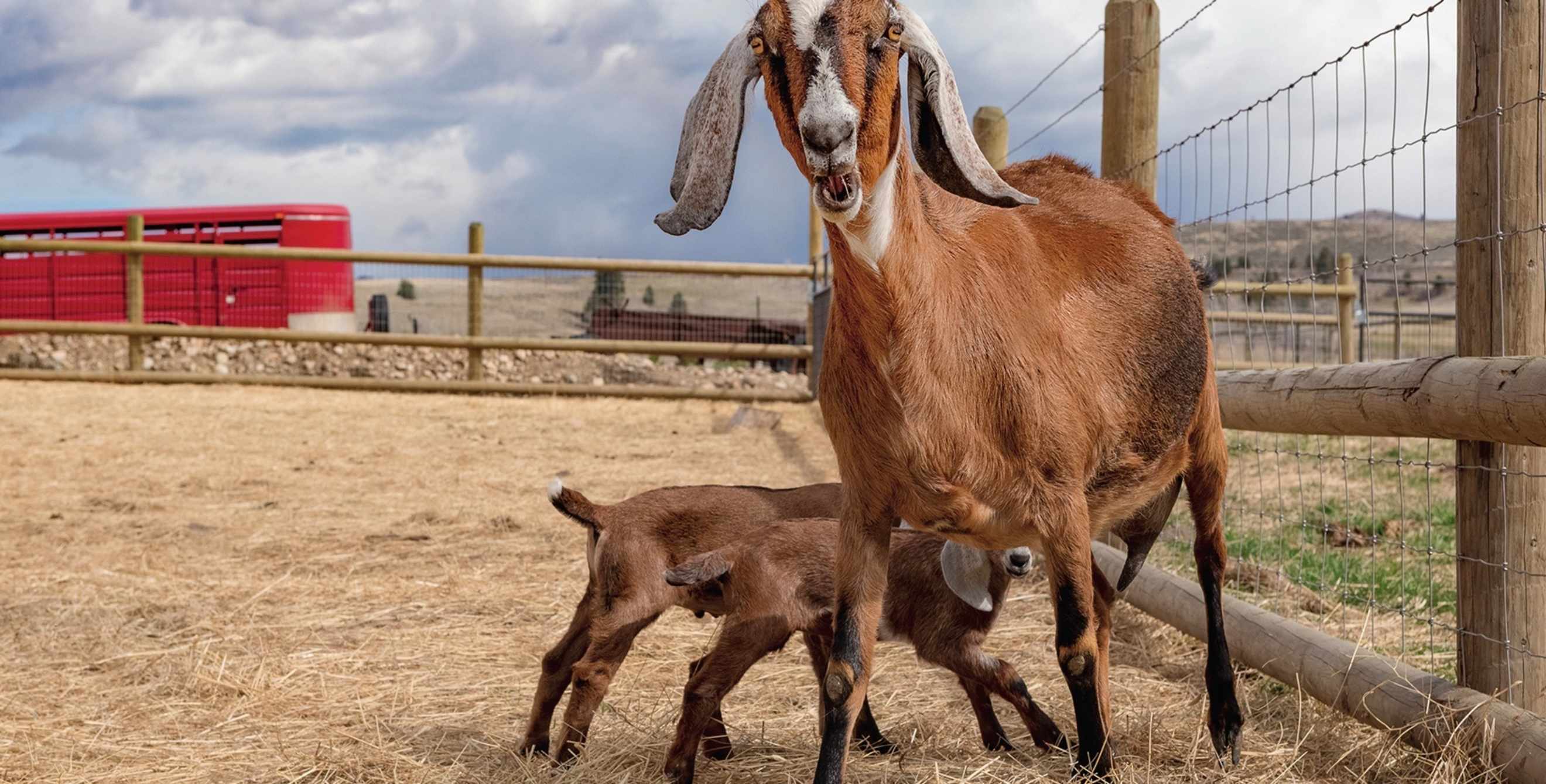 a mother goat with her baby at ABC Acres, picture