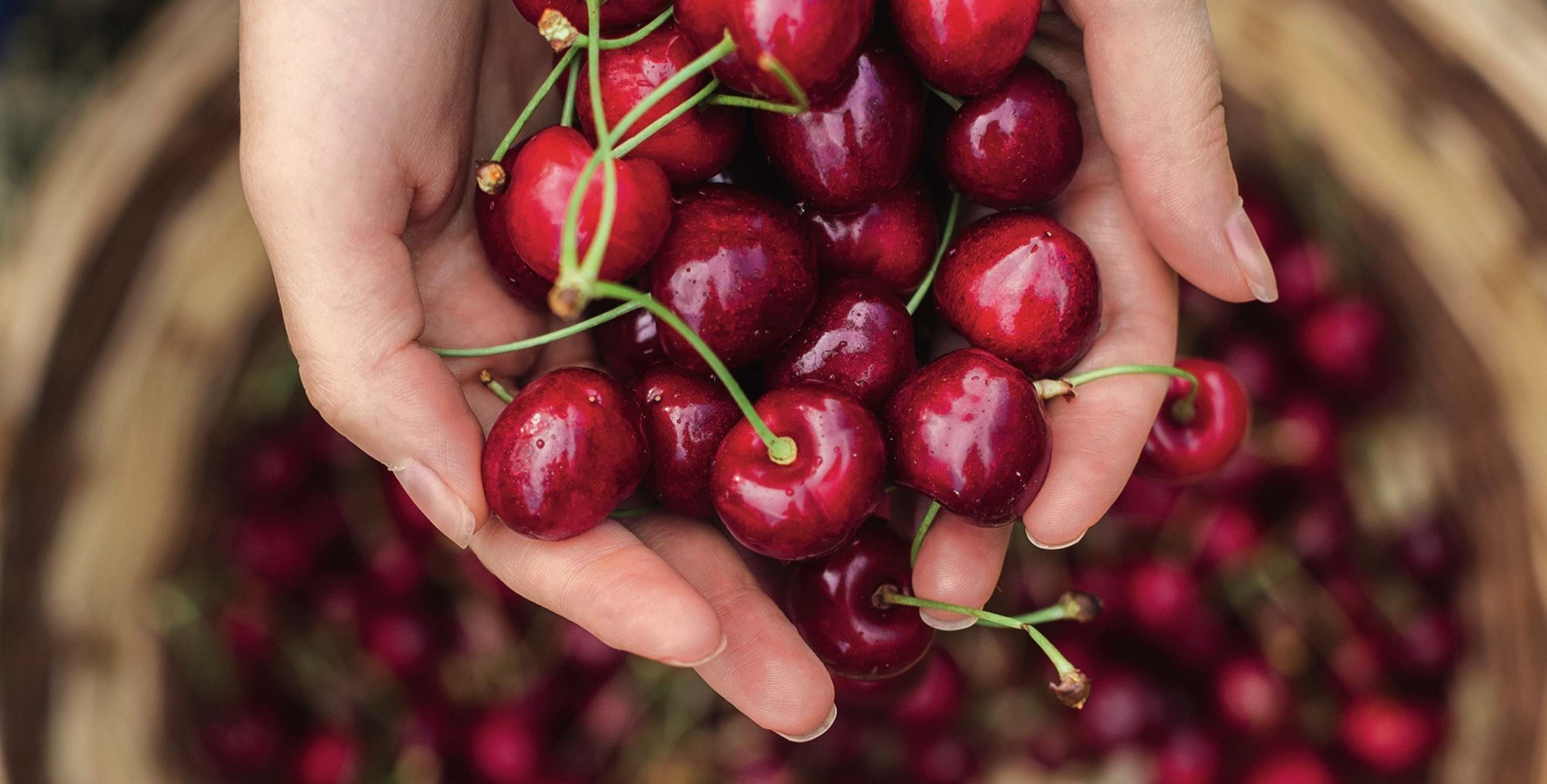 two hands hold bing cherries