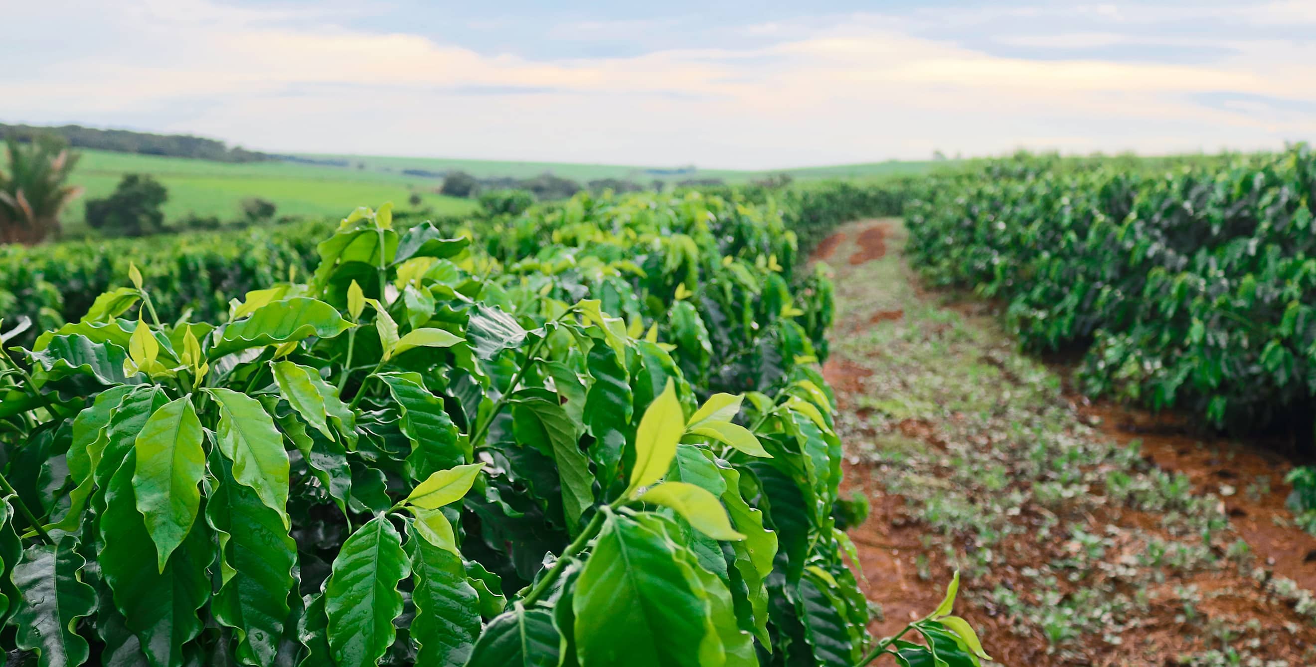 Rows of coffee trees on a Hawaiian coffee farm at sunset