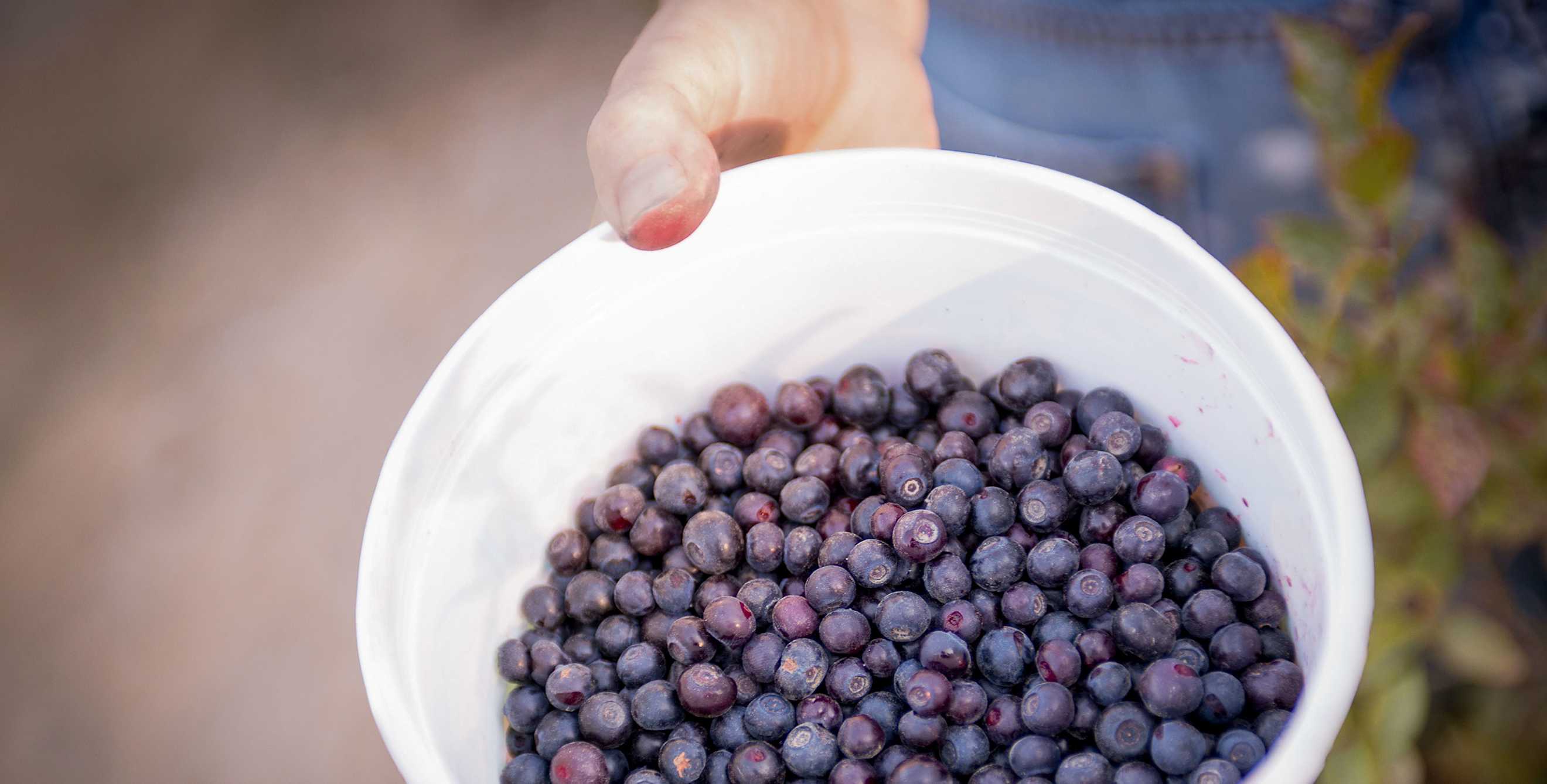bucket of hand-picked huckleberries harvested from Gifford Pinchot National Forest in Washington, picture