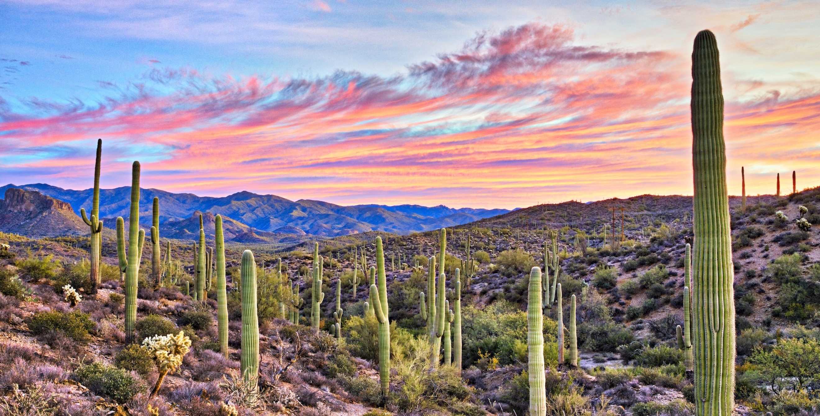 saguaros stand tall in the Sonoran Desert of Arizona as the sun rises behind them