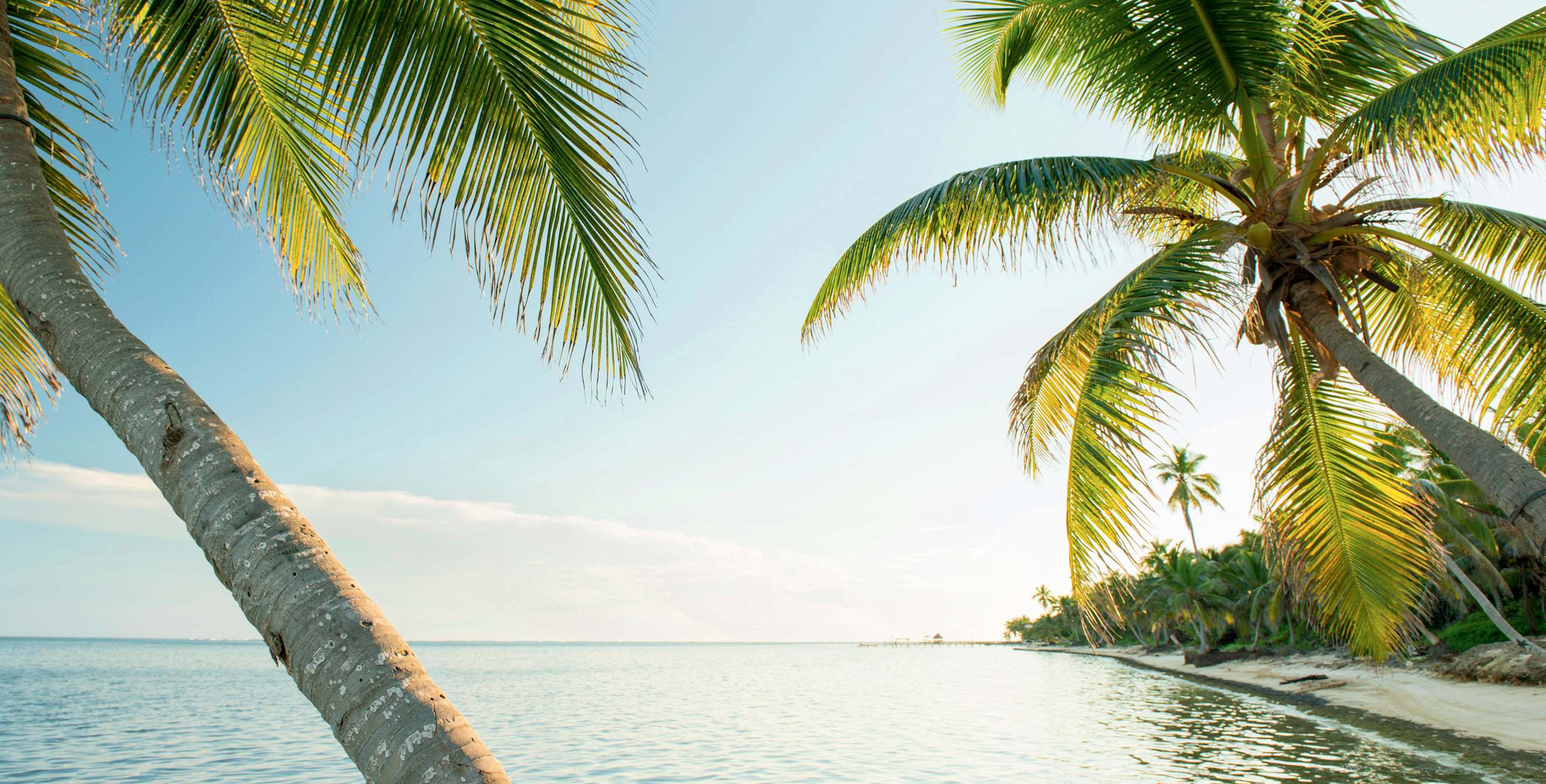 palm trees lean at water's edge in Ambergris Caye, Belize