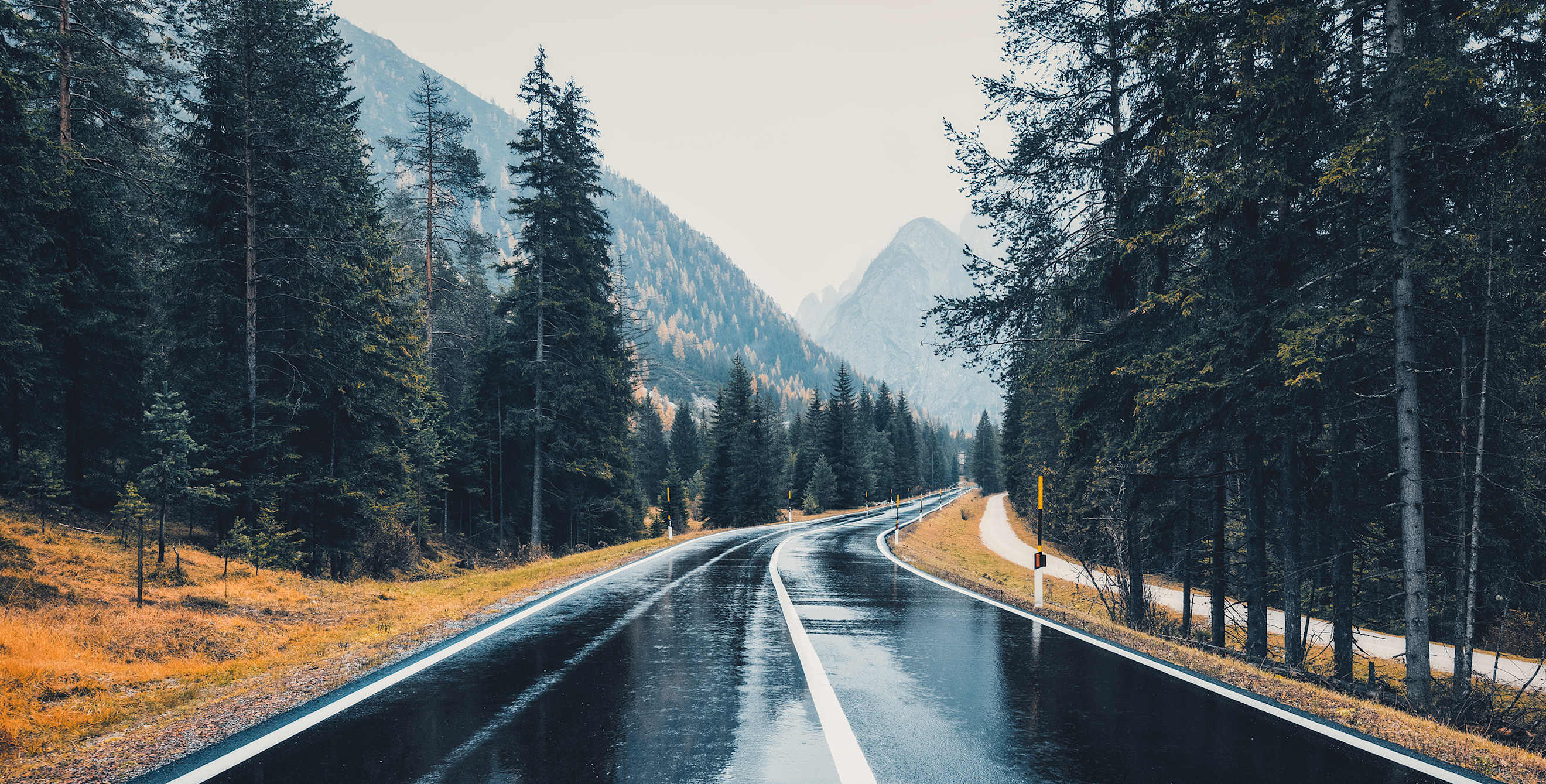 Wet forest road.
