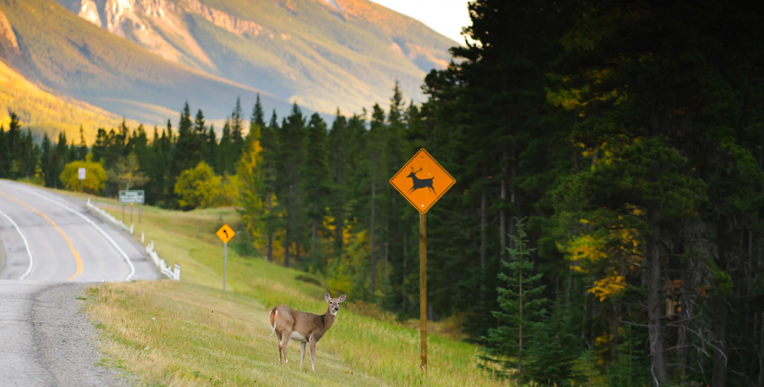 A deer on the side of the road under a deer crossing sign.