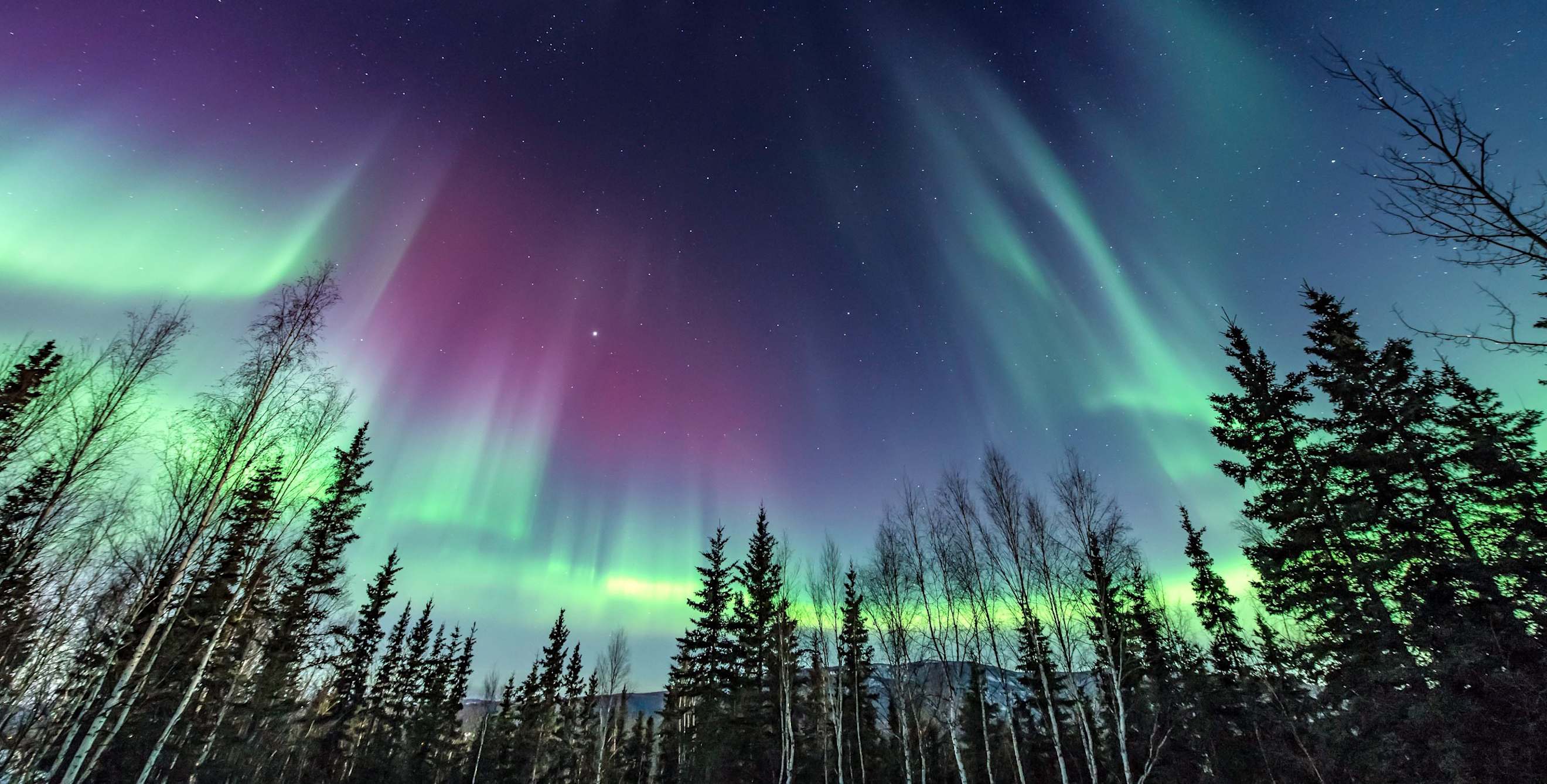 Northern lights above the trees in Fairbanks, Alaska.