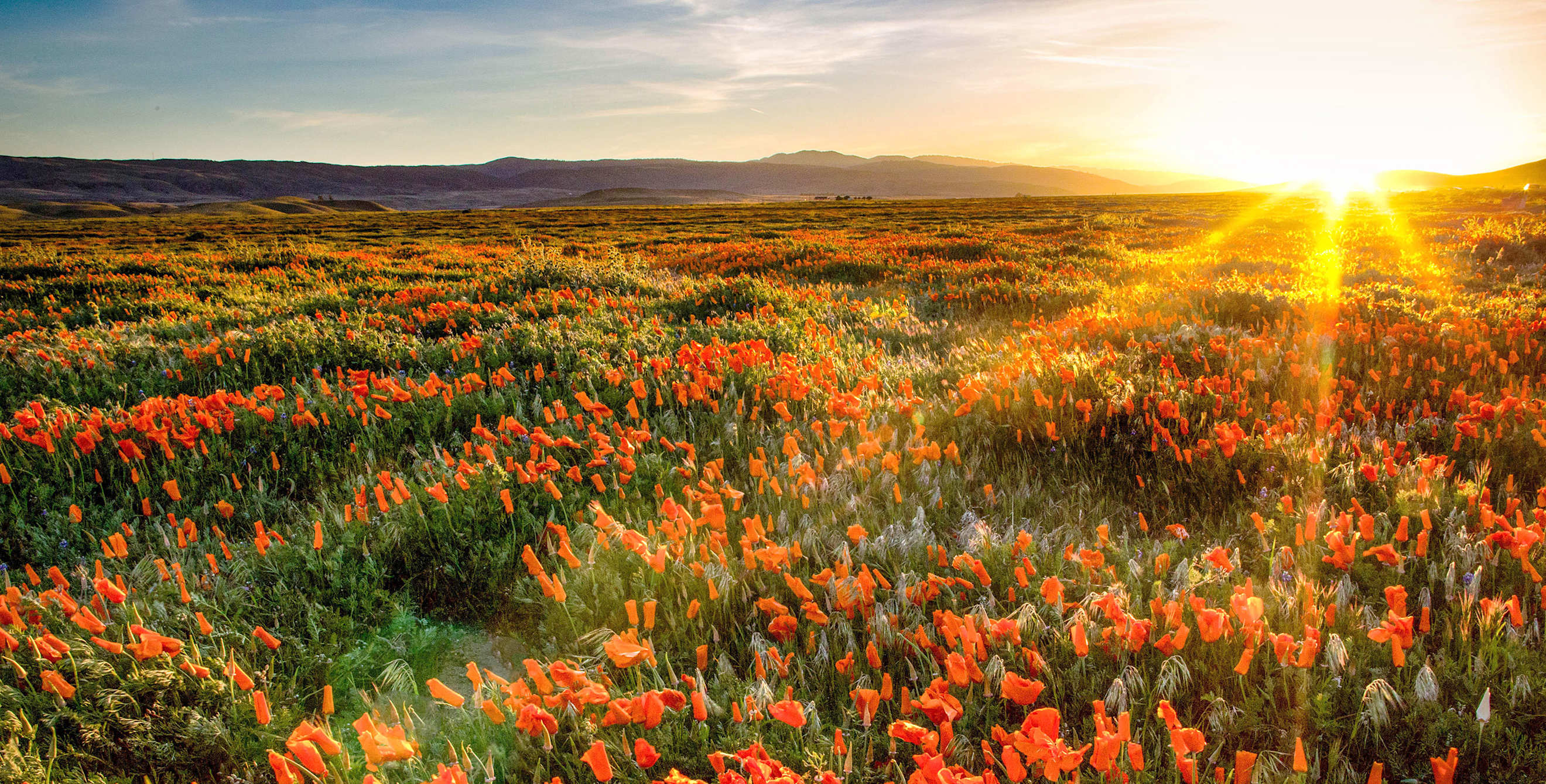 Large field of poppies at the Antelope Valley California Poppy Reserve, California at sunset.
