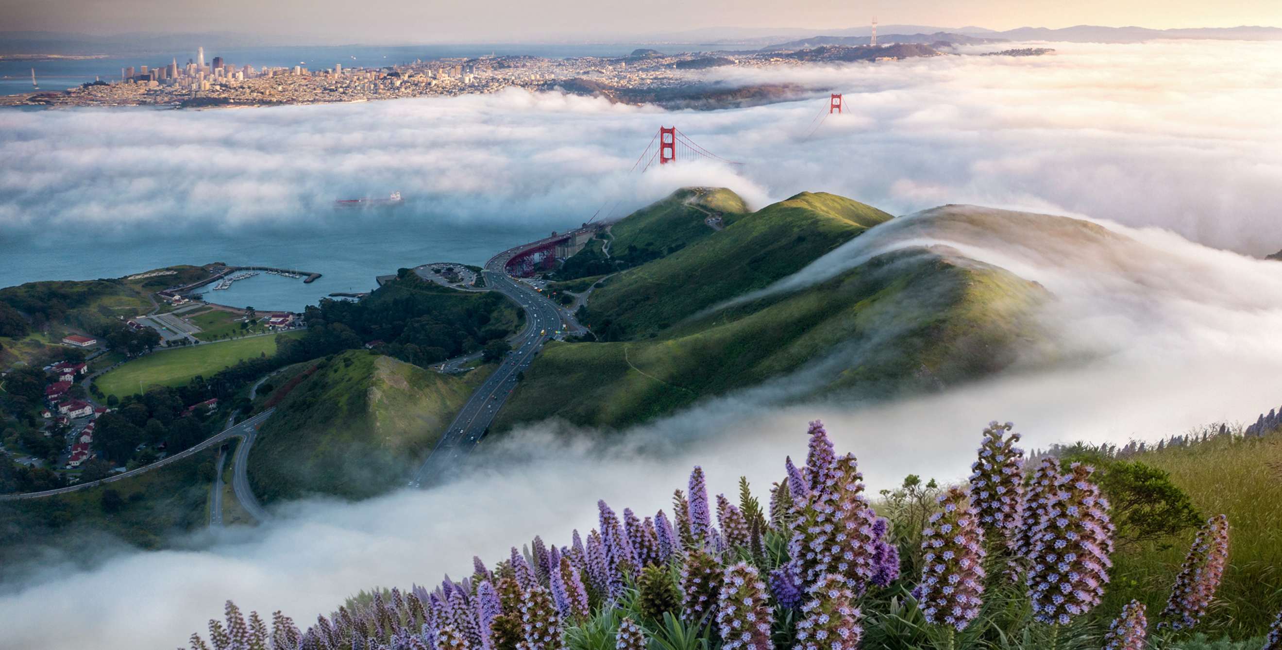 panoramic sunset view over purple echium blooms and Marin Headlands, in foreground, as the towers of Golden Gate poke through enveloping afternoon fog with San Francisco skyline on horizon