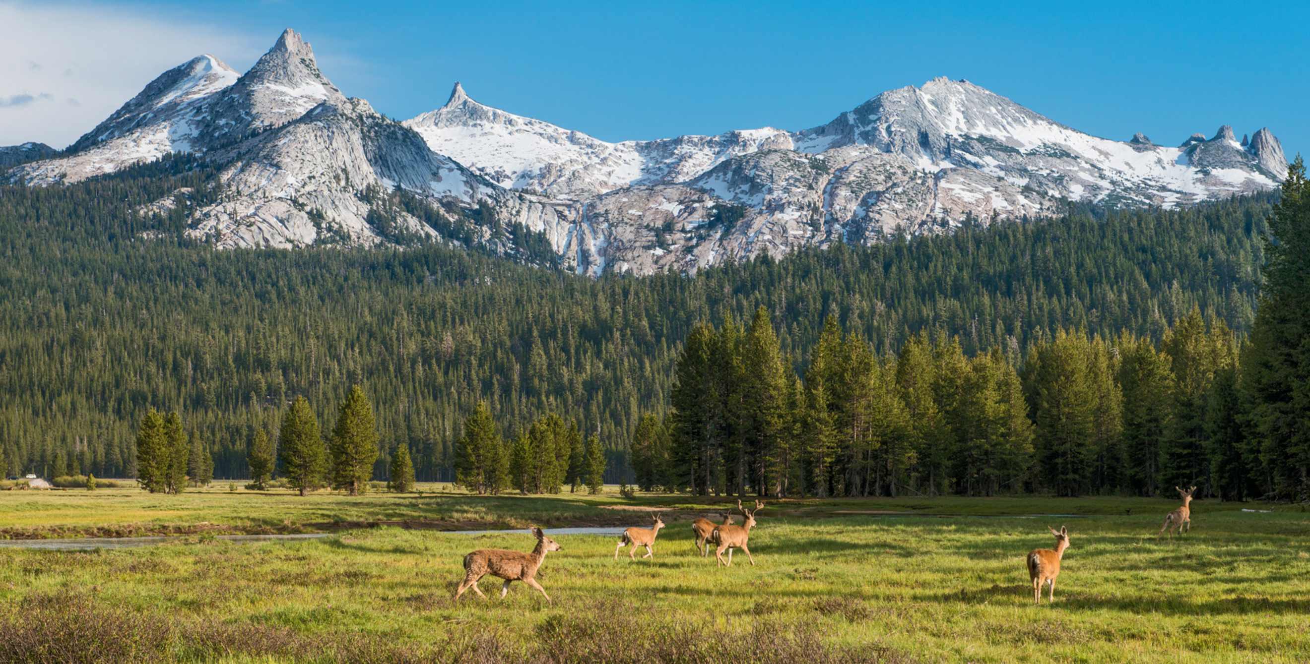 deer prance through Tuolumne Meadows in Yosemite National Park as the Cathedral Range looms in background