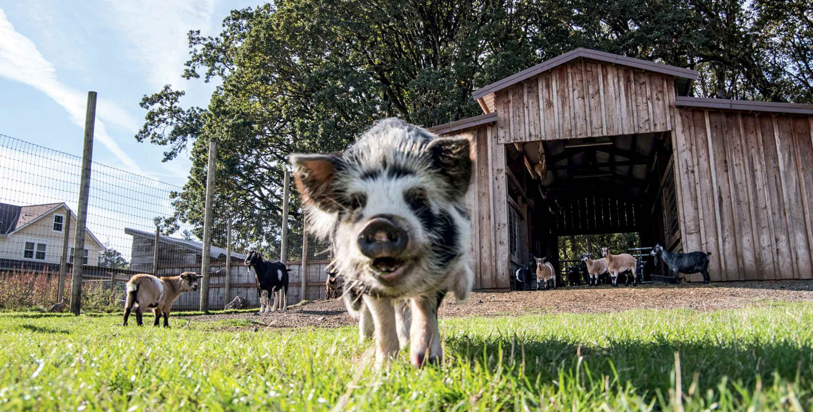 Petunia the pig greets visitors at Rosse Posse Acres in Molalla, Oregon