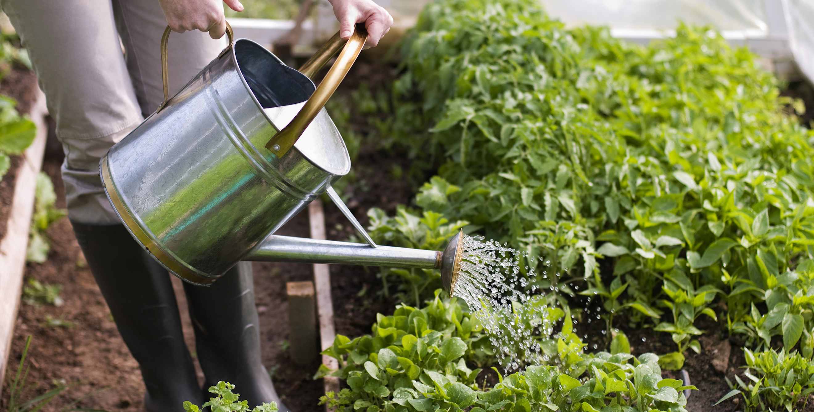 A gardener waters their plants with a watering can.