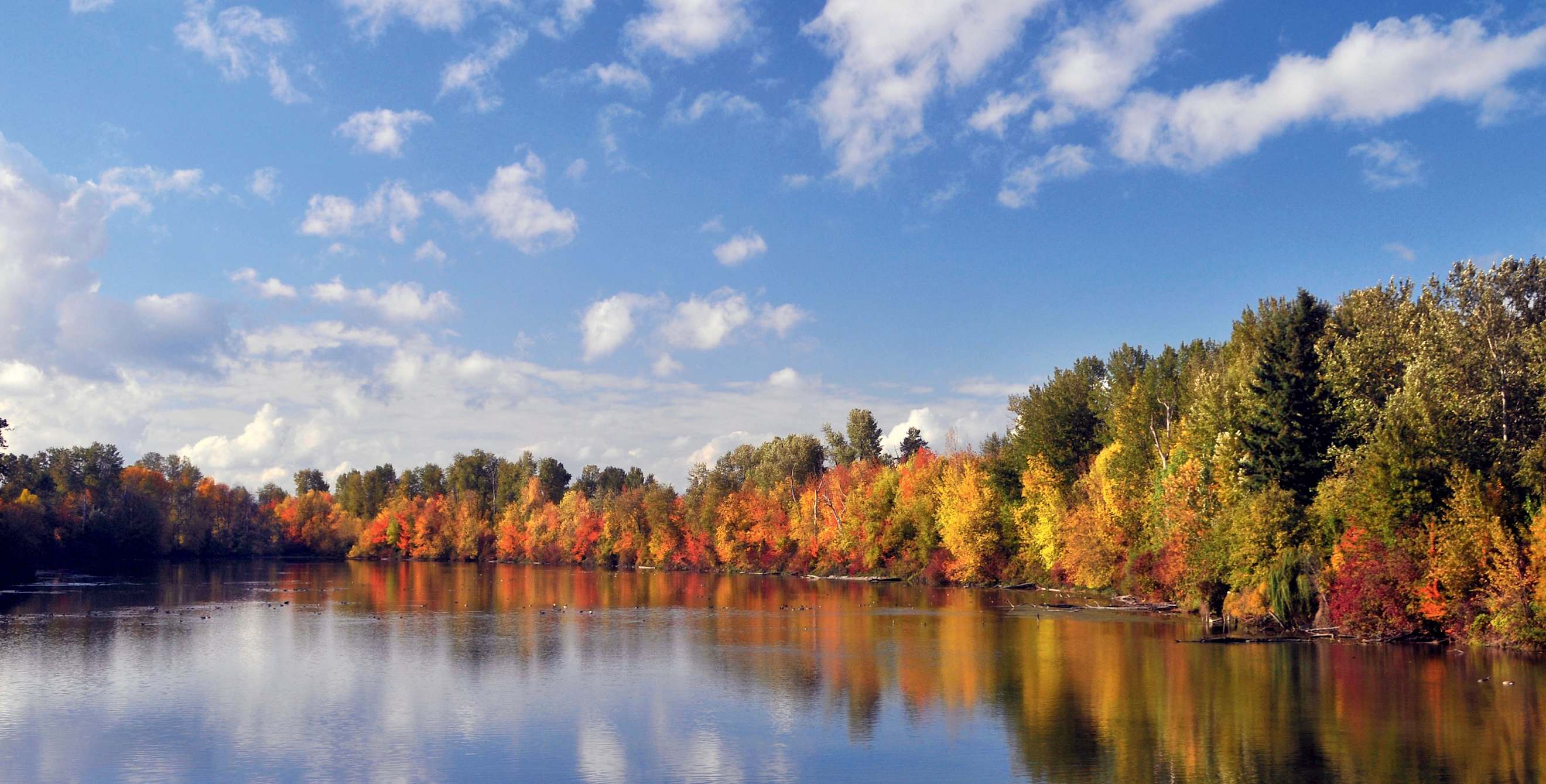 Portland, Oregon's crystal clear Johnson Lake and waterfowl with fall trees in the background