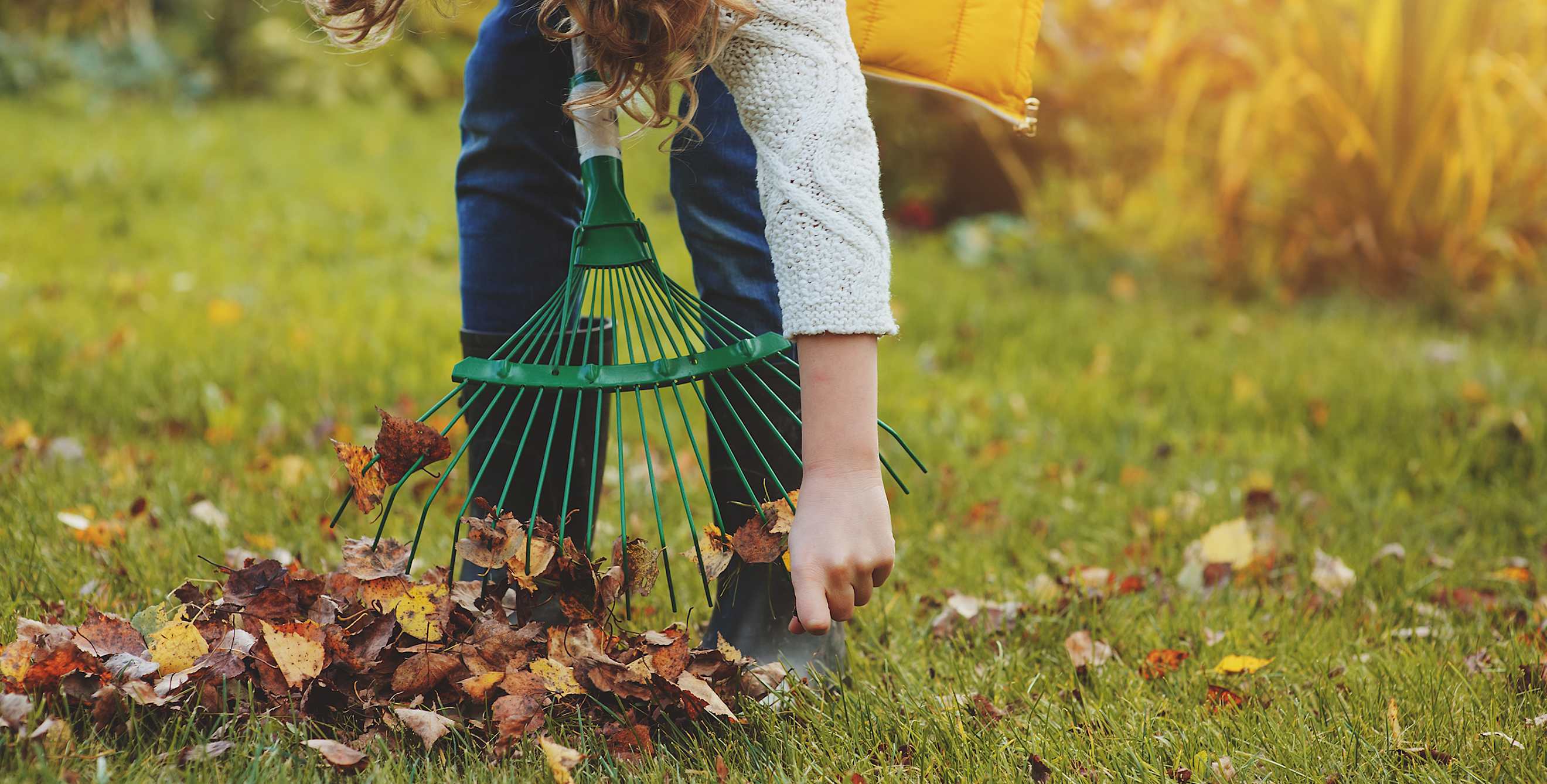 A child rakes leaves off green grass.