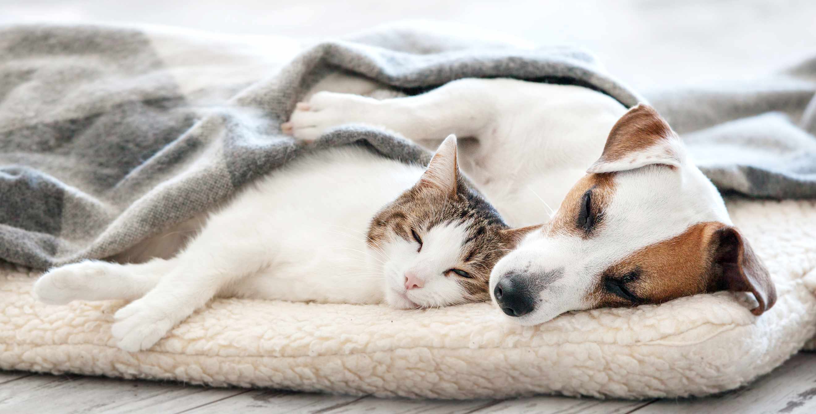 A cat and dog sleep on a pet bed under a blanket.