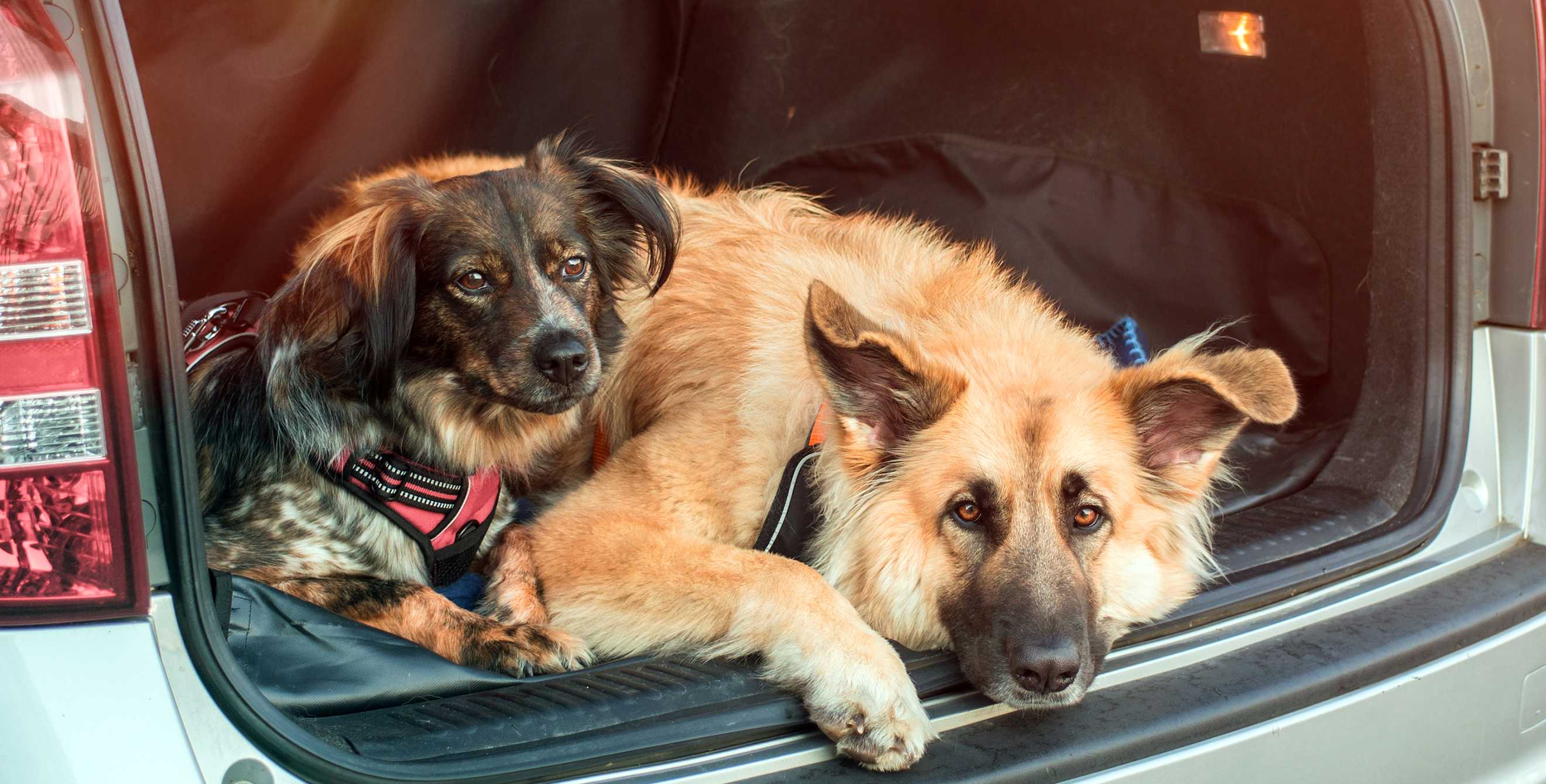 Two dogs lie down in the back of a car.