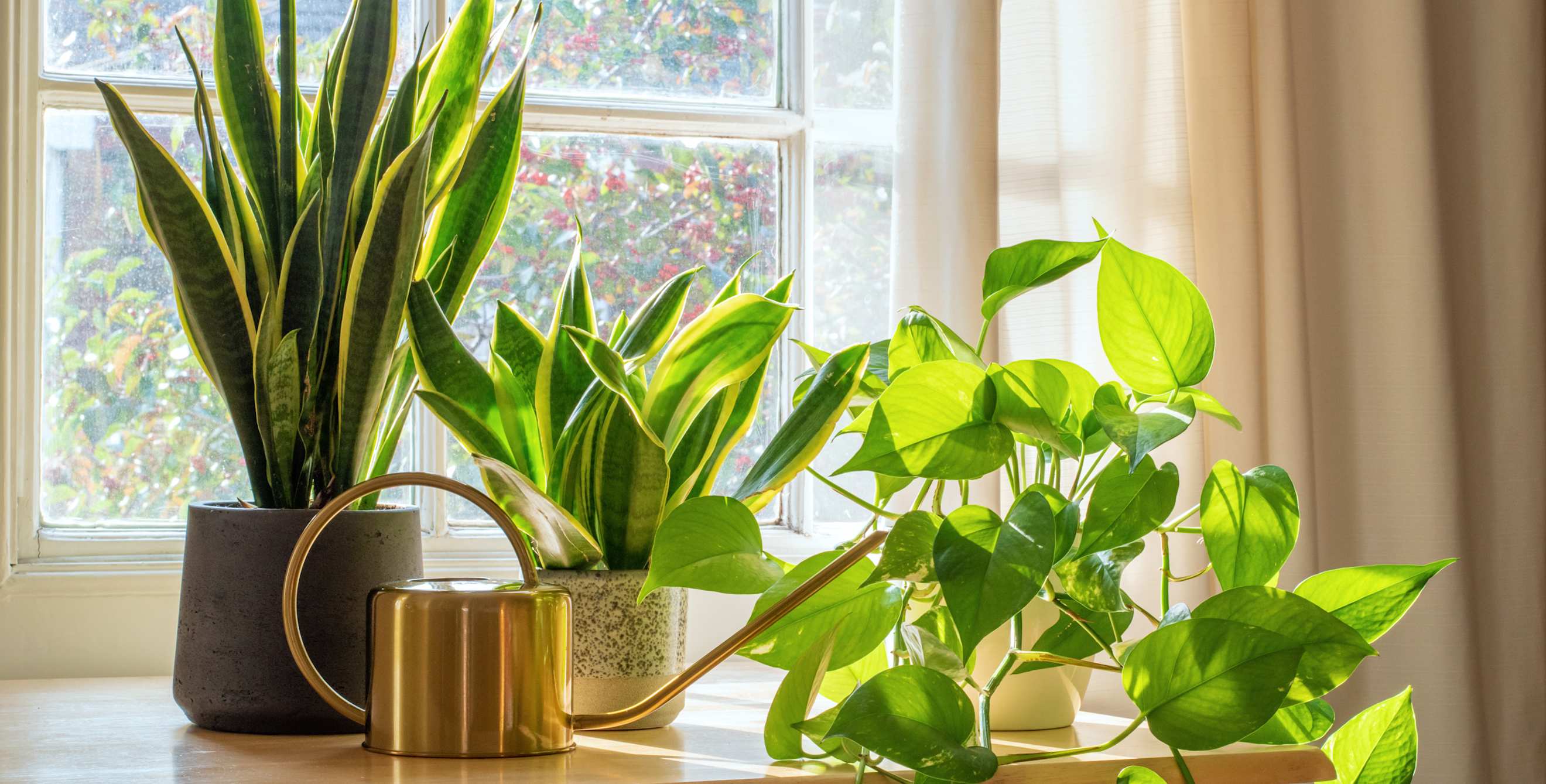 Houseplants on a table in the sun.
