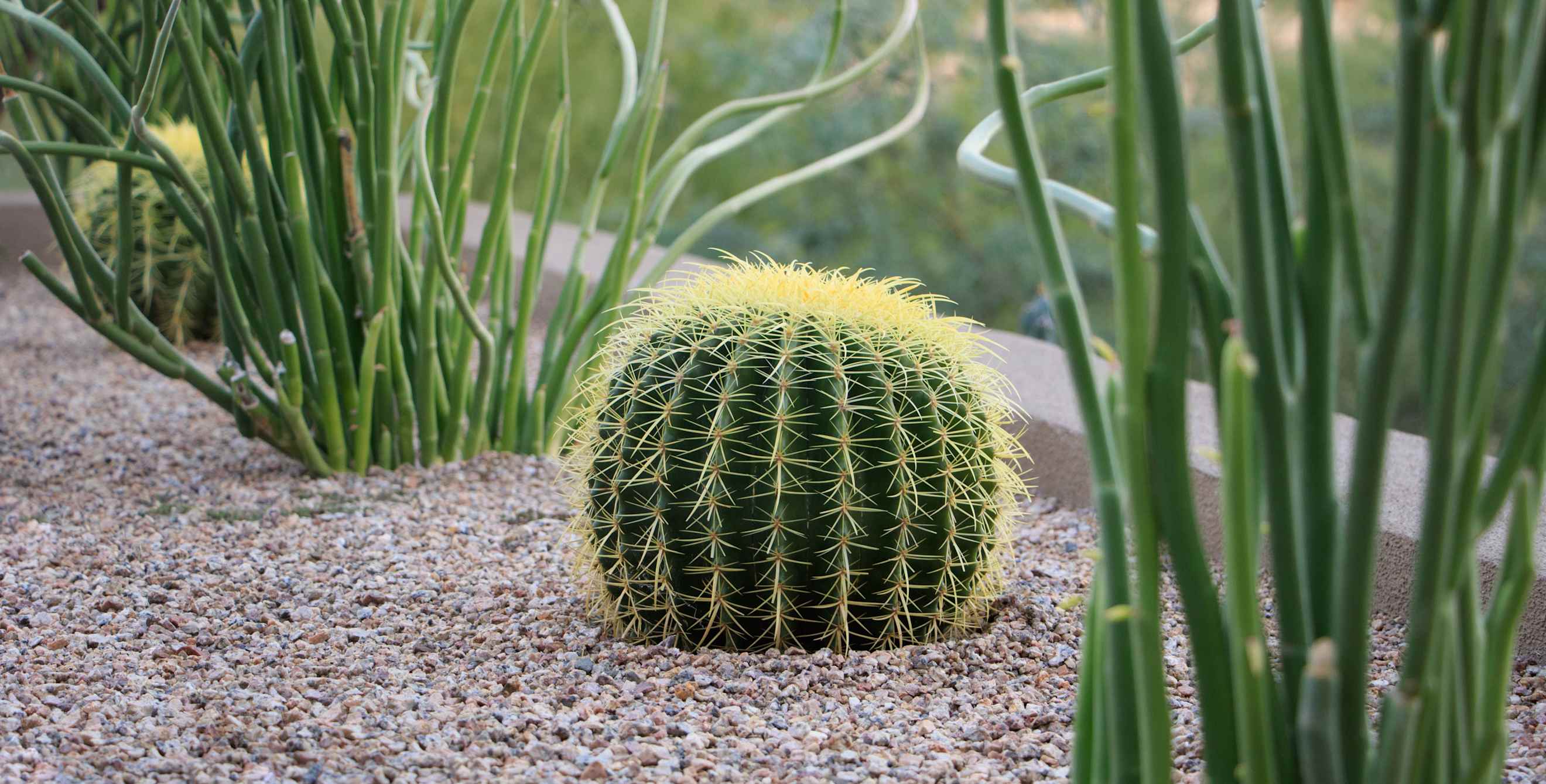 Cacti and succulents grow in gravel in a desert landscape.